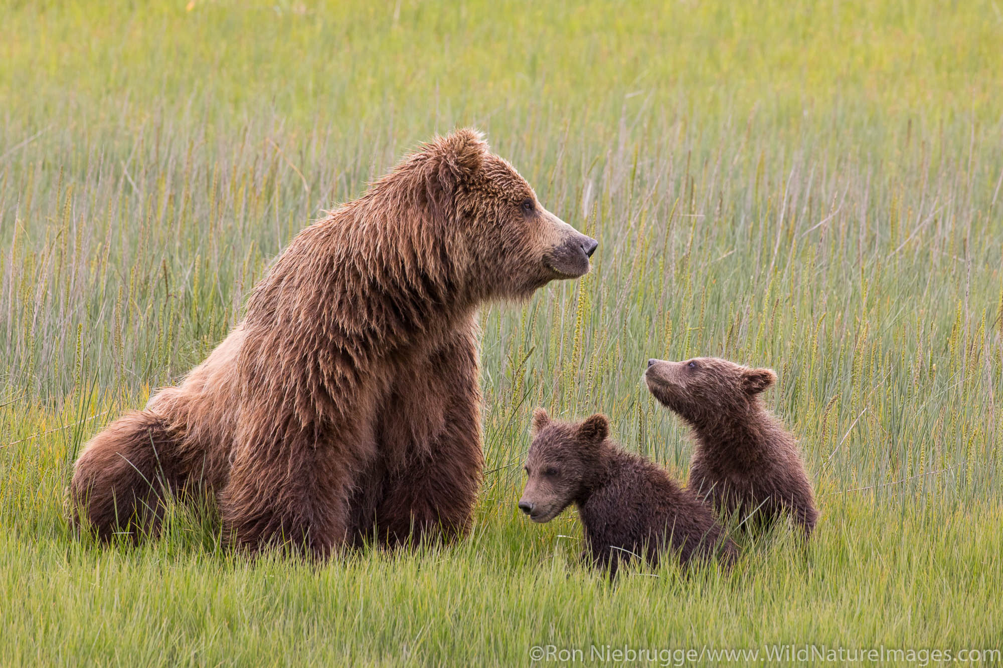 Grizzly Bear sow with cubs, Lake Clark National Park, Alaska