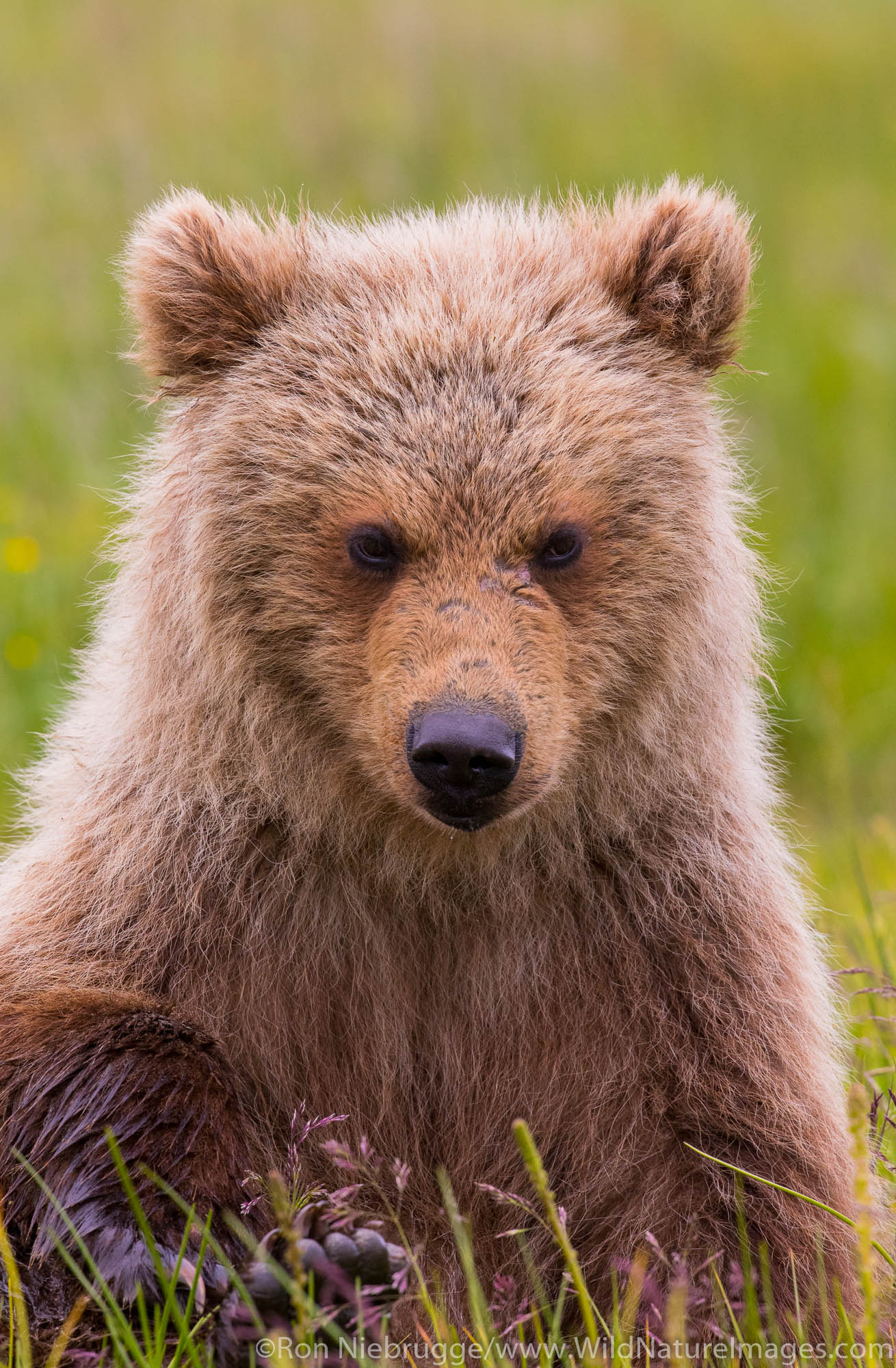 Brown / Grizzly Bear, Lake Clark National Park, Alaska.