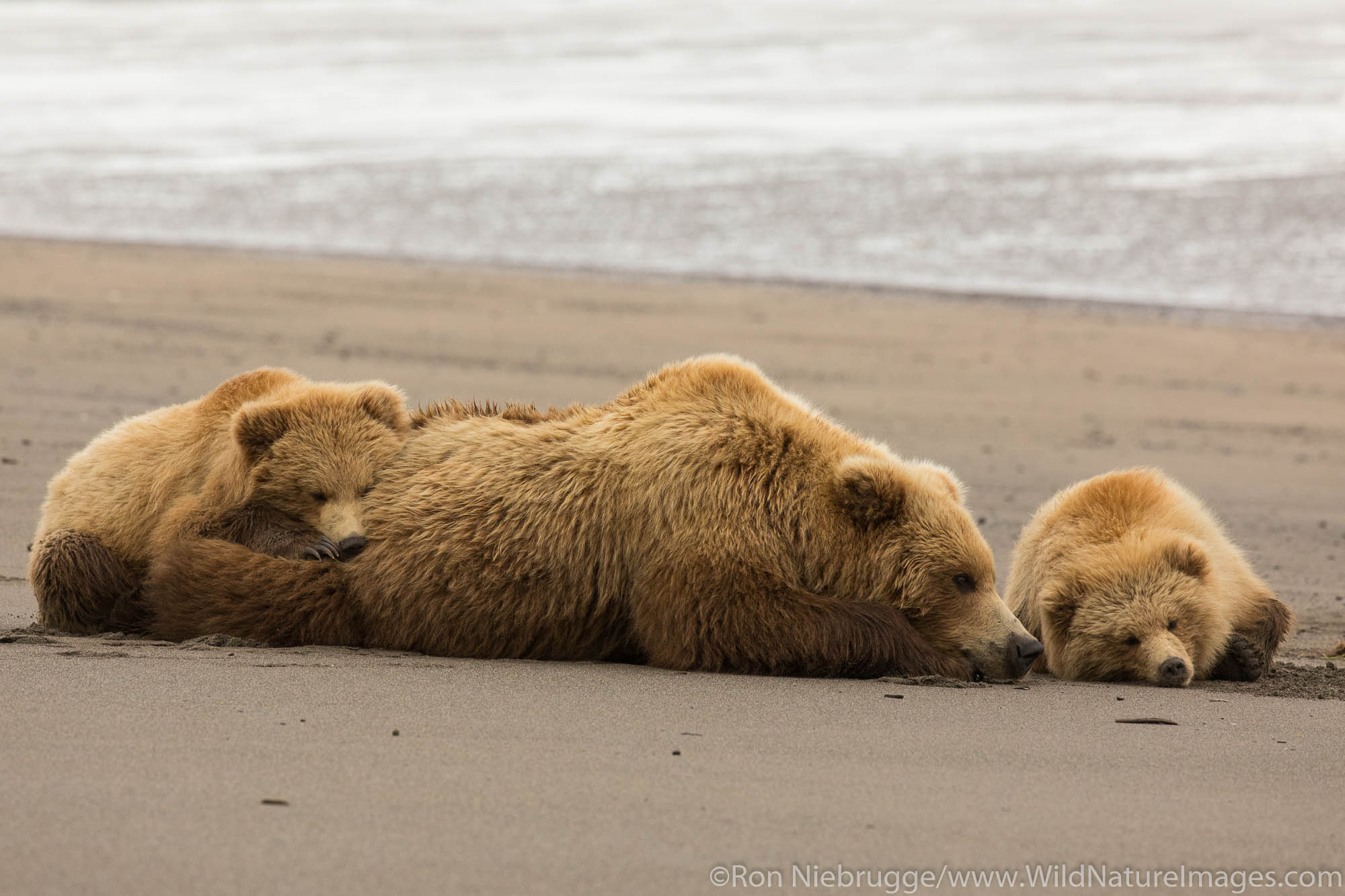 Grizzly Bear sow with cubs, Lake Clark National Park, Alaska