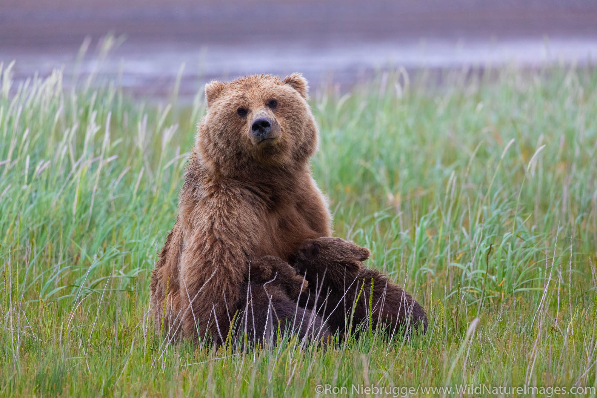 Grizzly Bear sow nursing cubs, Lake Clark National Park, Alaska