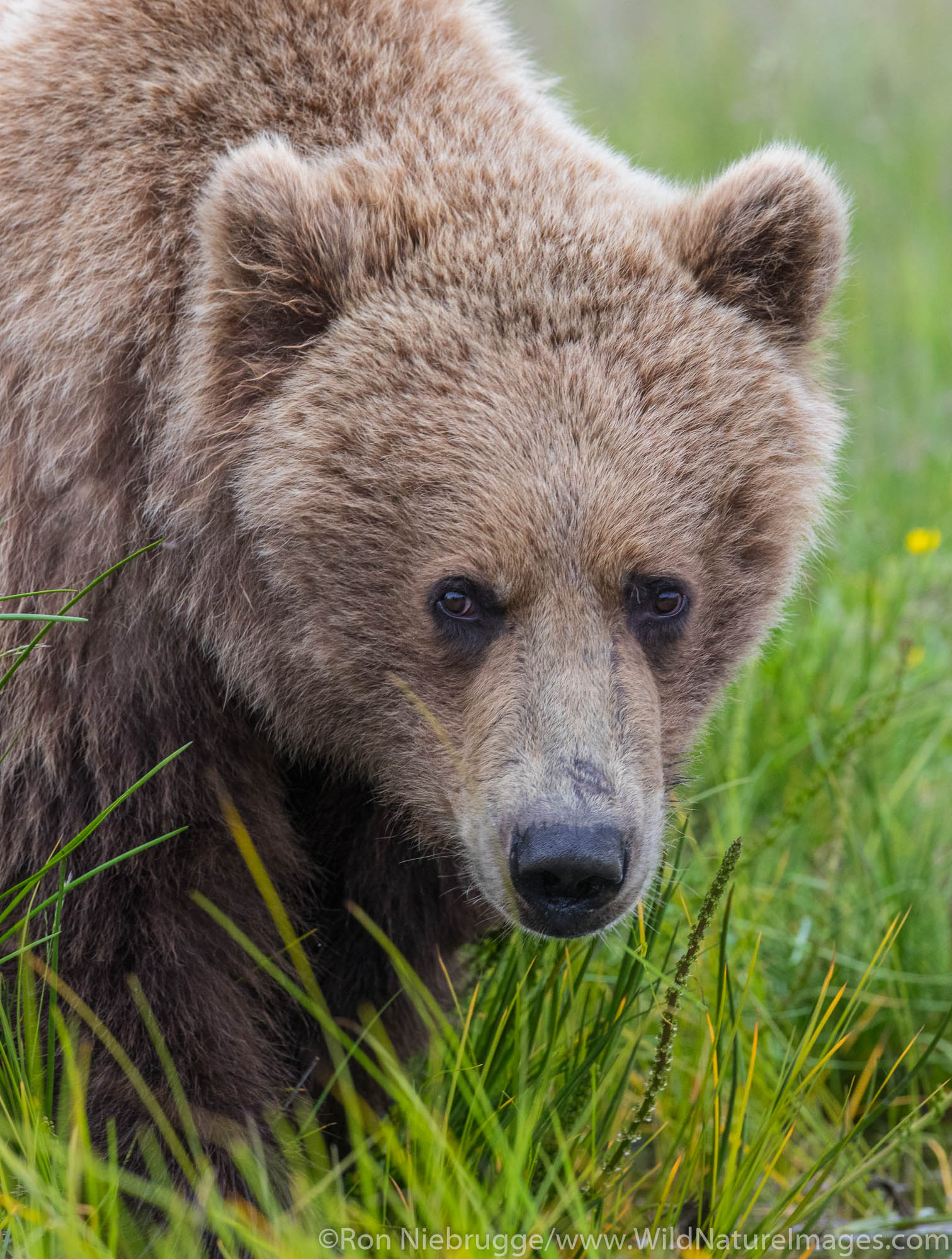 Brown / Grizzly Bear, Lake Clark National Park, Alaska.