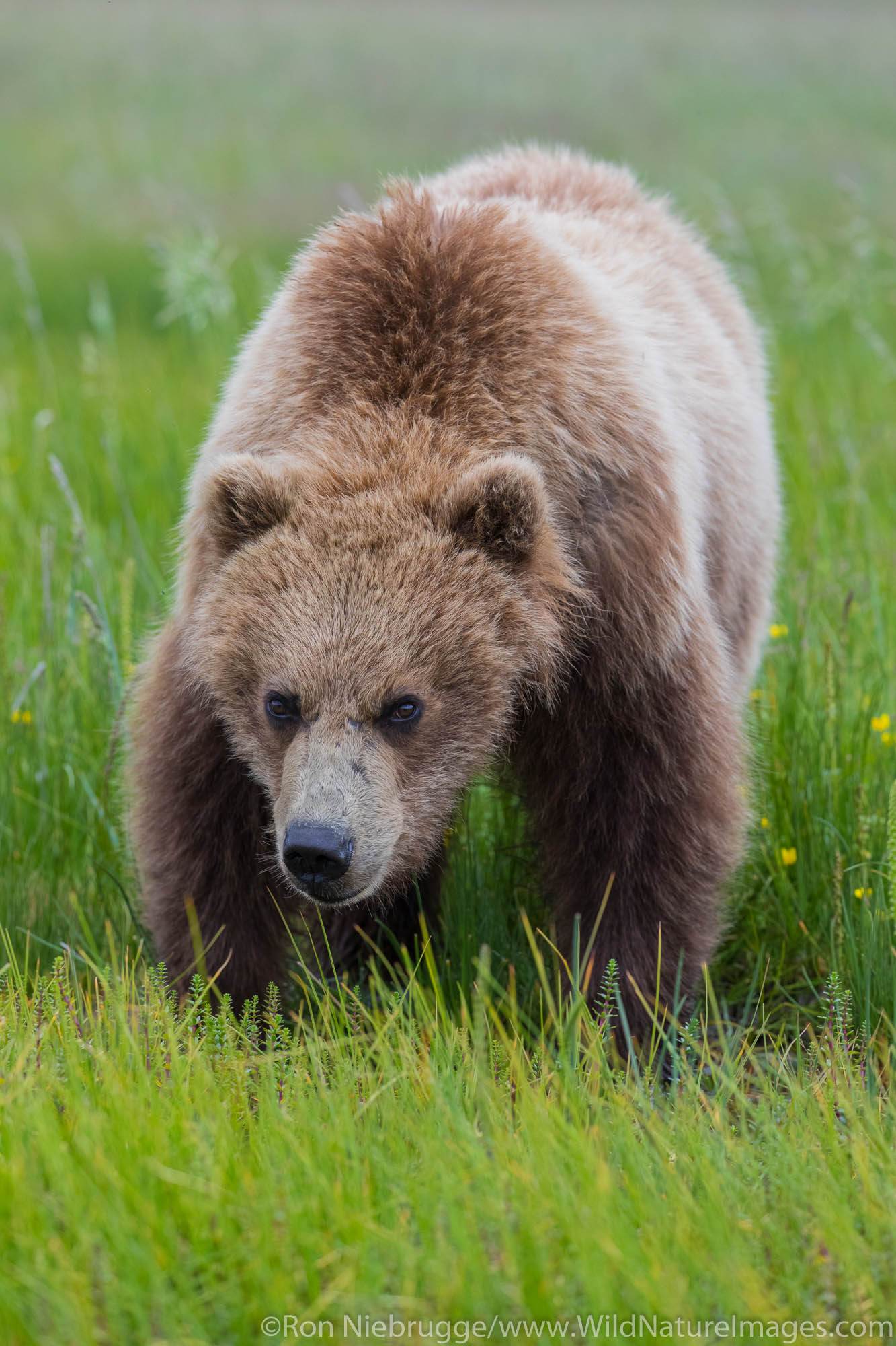 Brown / Grizzly Bear, Lake Clark National Park, Alaska.