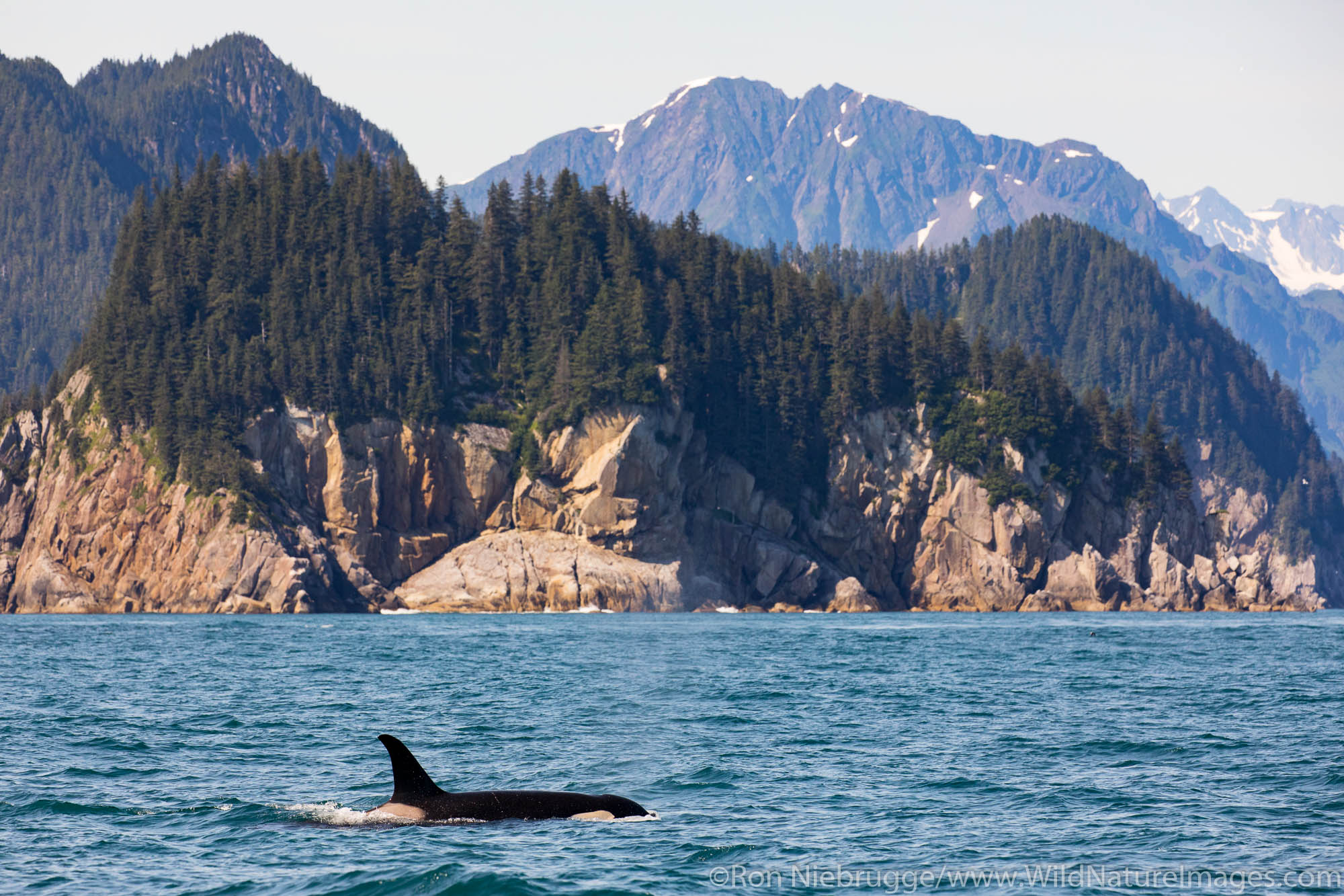 Orcas, Kenai Fjords National Park, near Seward, Alaska.
