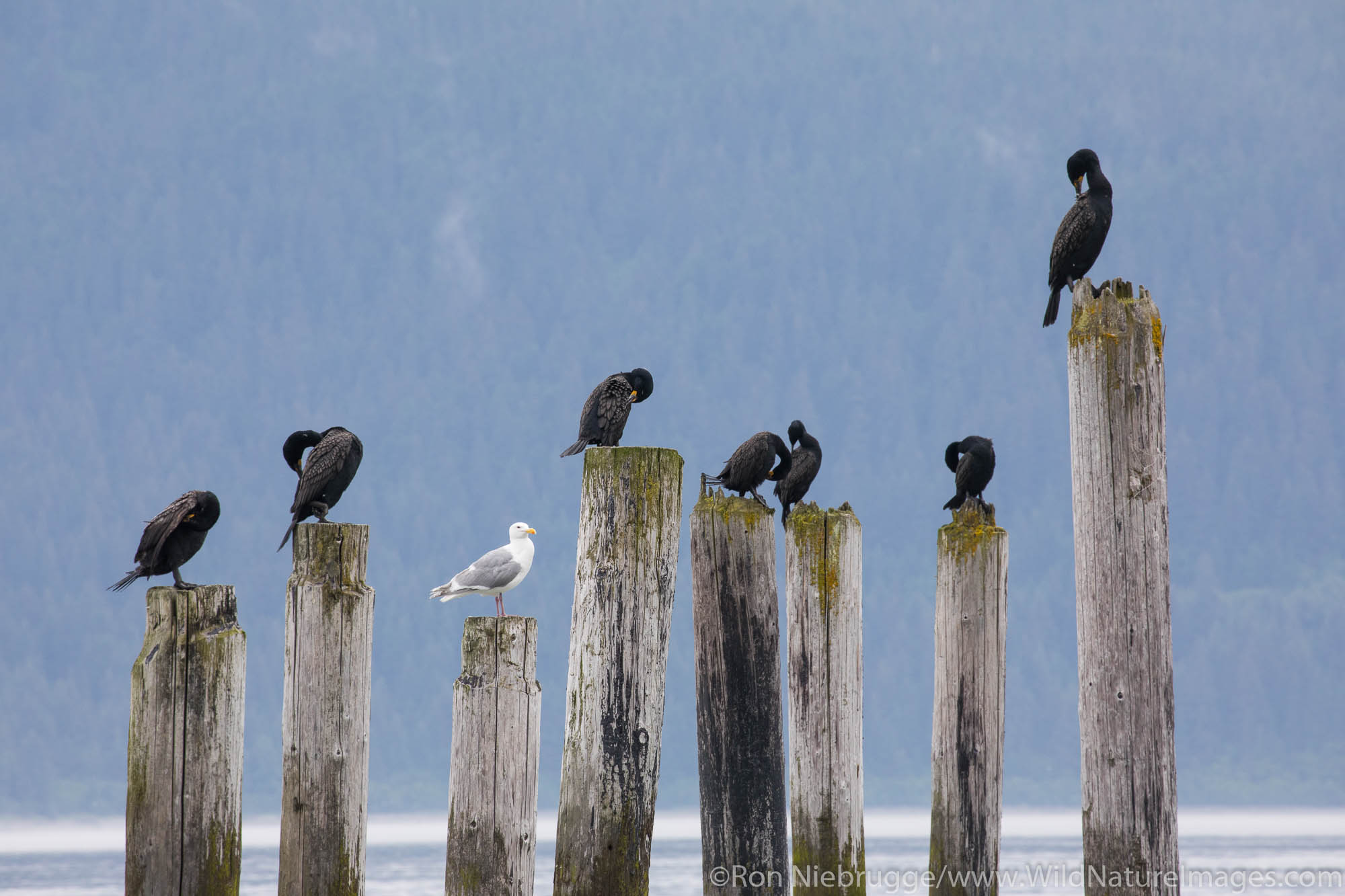 Comorants, Resurrection Bay, Seward, Alaska.