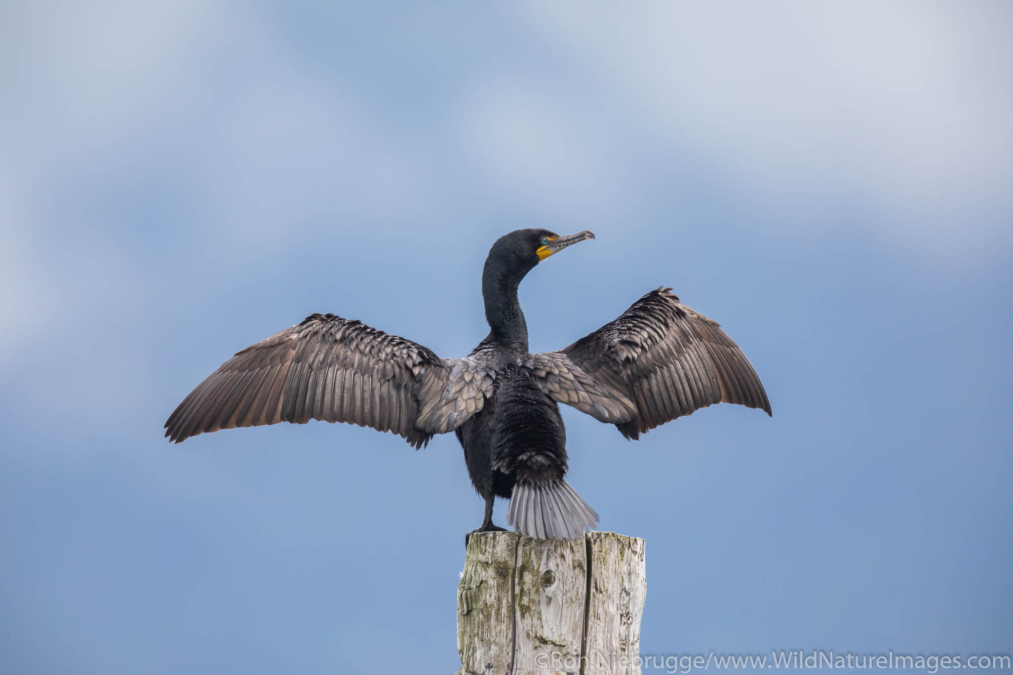 Comorant, Resurrection Bay, Seward, Alaska.