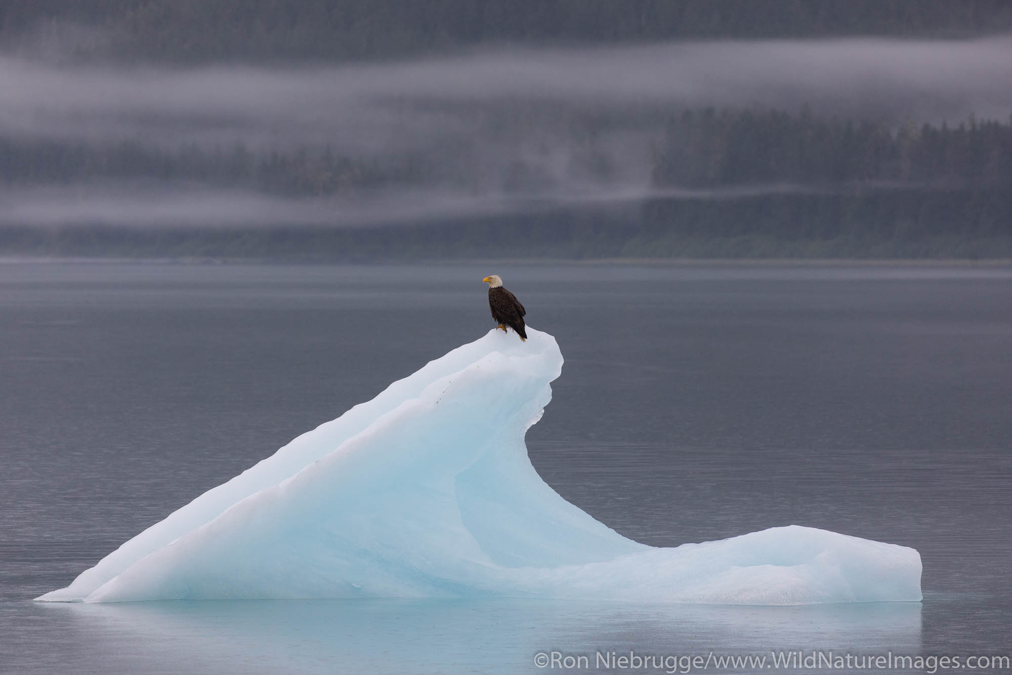 Bald Eagle on iceberg, Endicott Arm, Alaska.