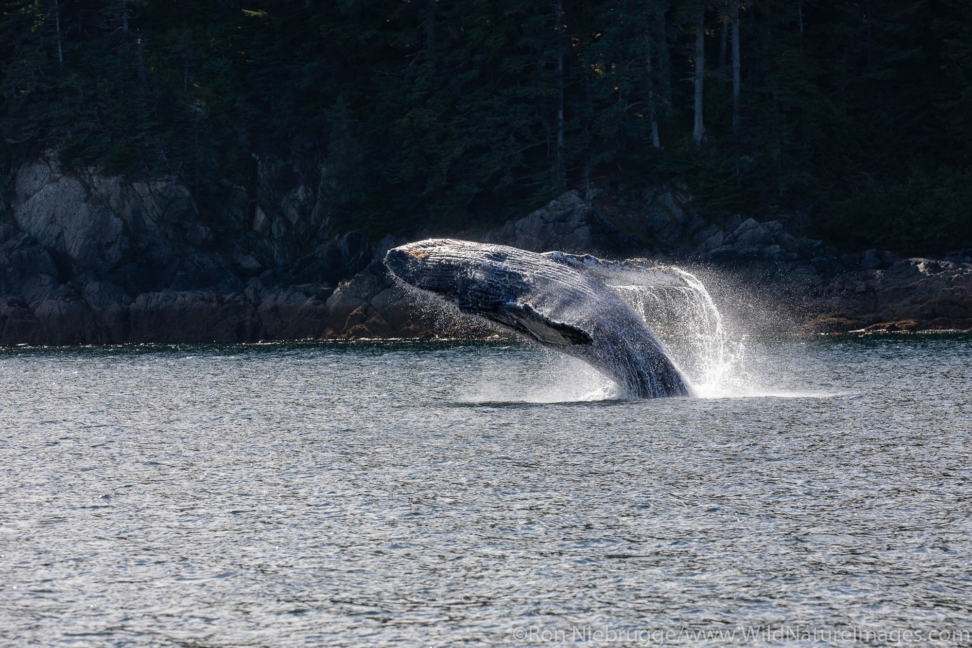 Breaching Humpback whale, Tongass National Forest, Alaska.
