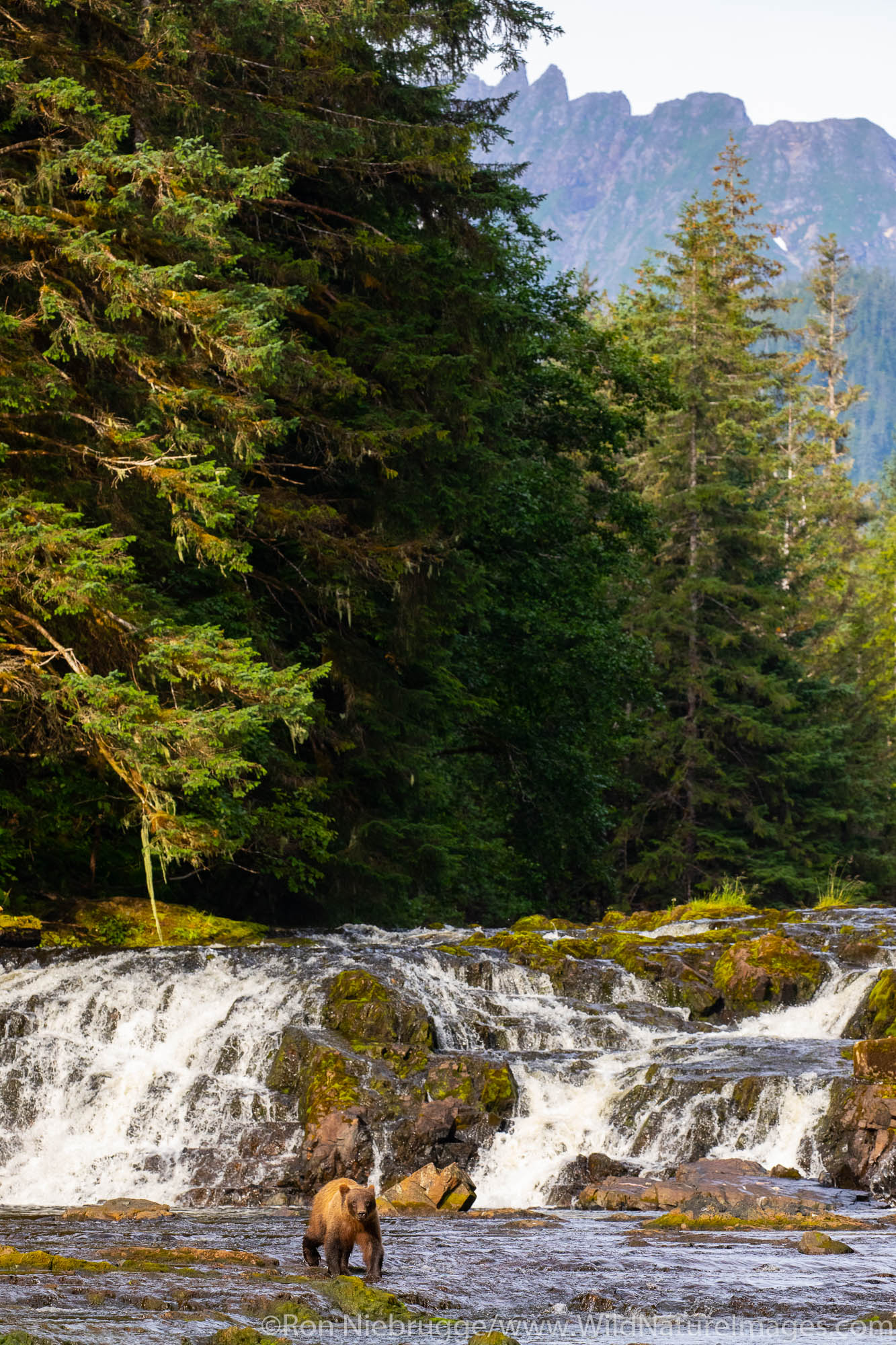 Brown bears on Chichagof Island, Tongass National Forest, Alaska.
