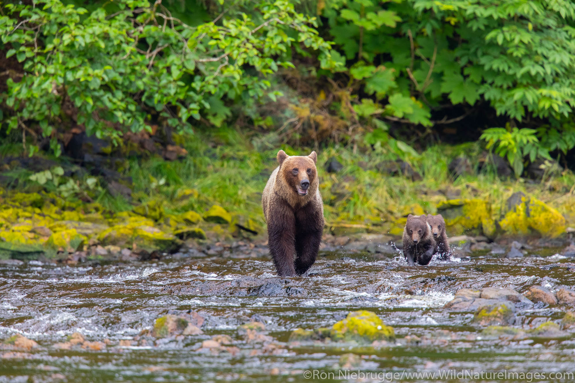 Grizzly Bear sow with cubs on Chichagof Island, Tongass National Forest, Alaska.