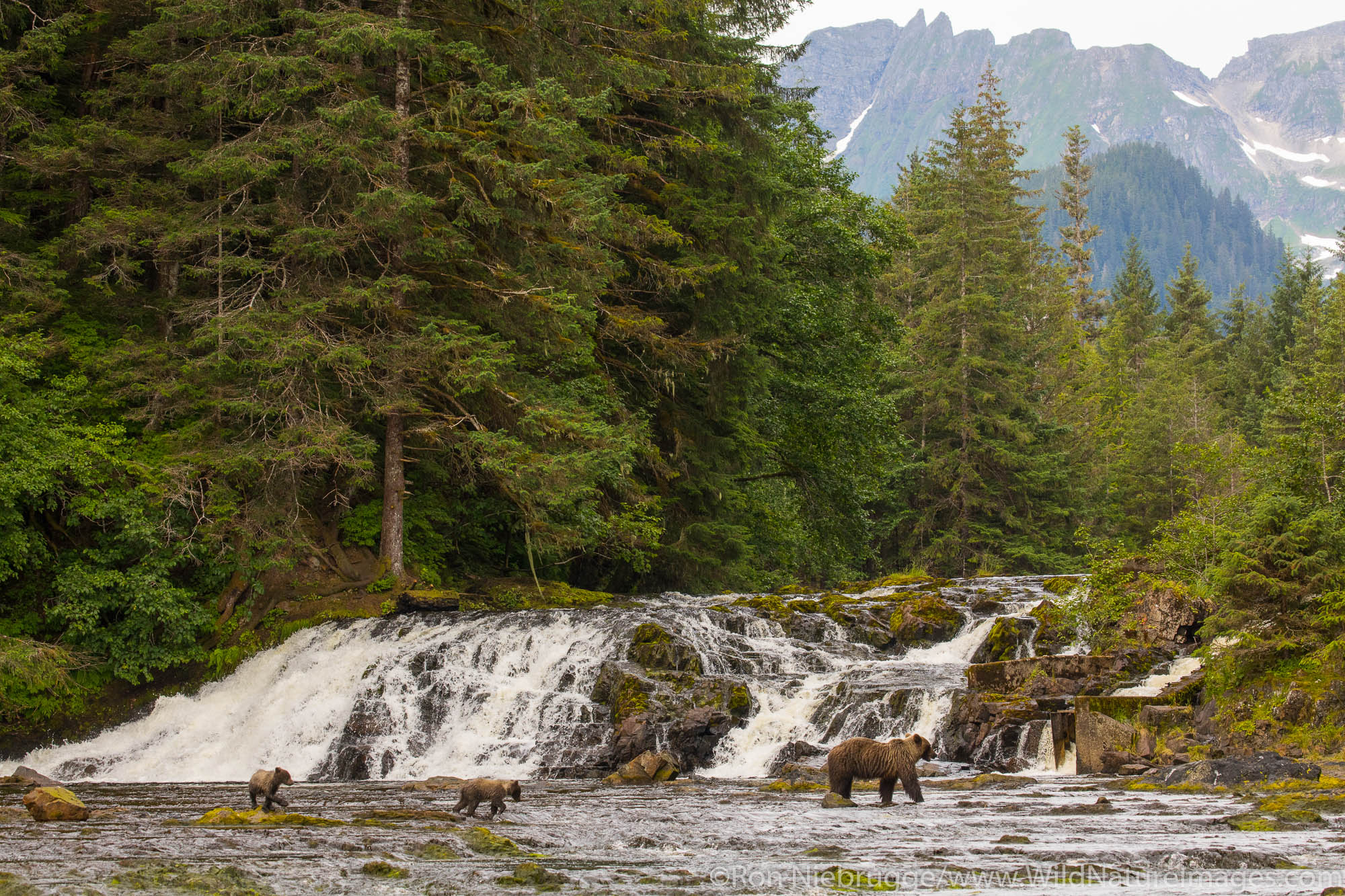Grizzly Bear sow with cubs fishing, Tongass National Forest, Alaska