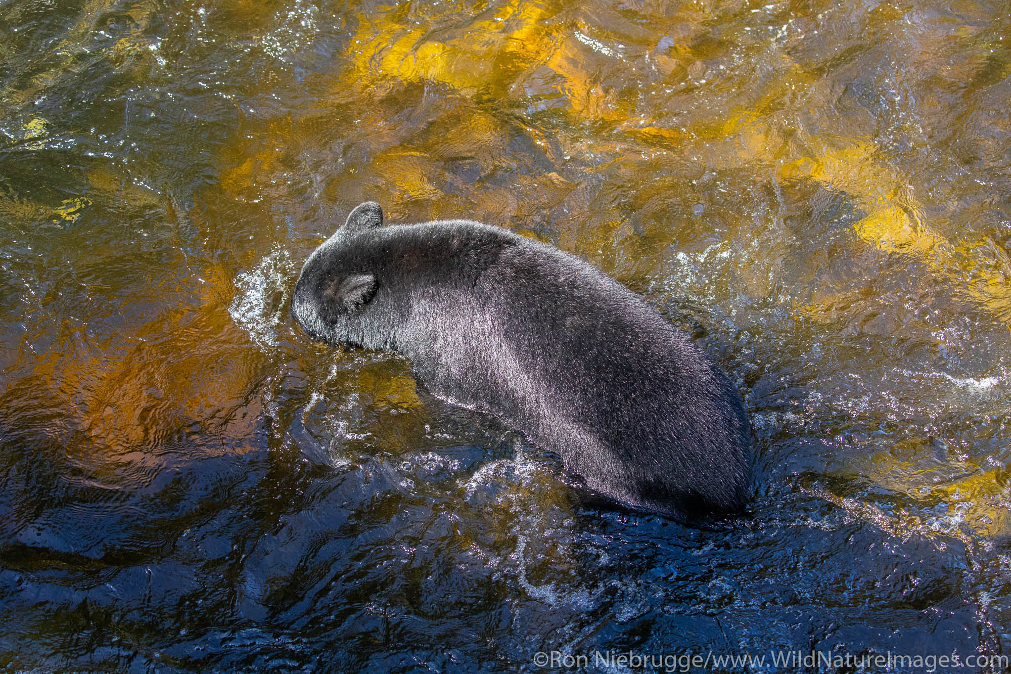 Anan Creek Wildlife Viewing site, Tongass National Forest, Alaska.