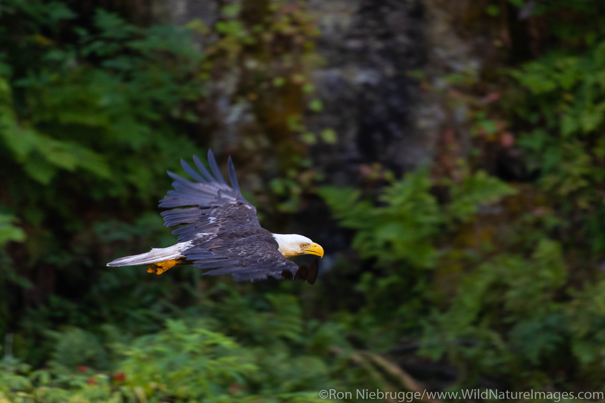 Bald Eagle, Anan Creek Wildlife Viewing site, Tongass National Forest, Alaska.