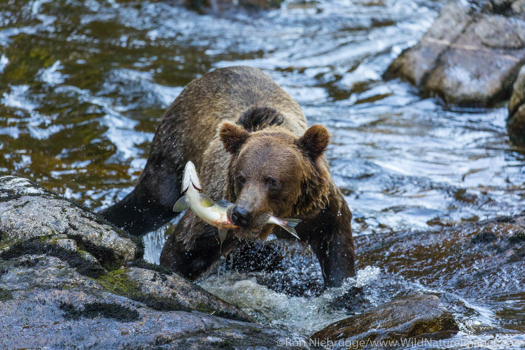 Grizzly Bear fishing, Tongass National Forest, Alaska