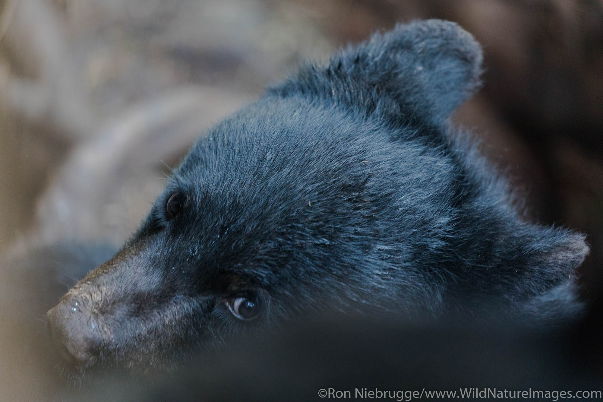 Black bear cub.  Tongass National Forest, Alaska.