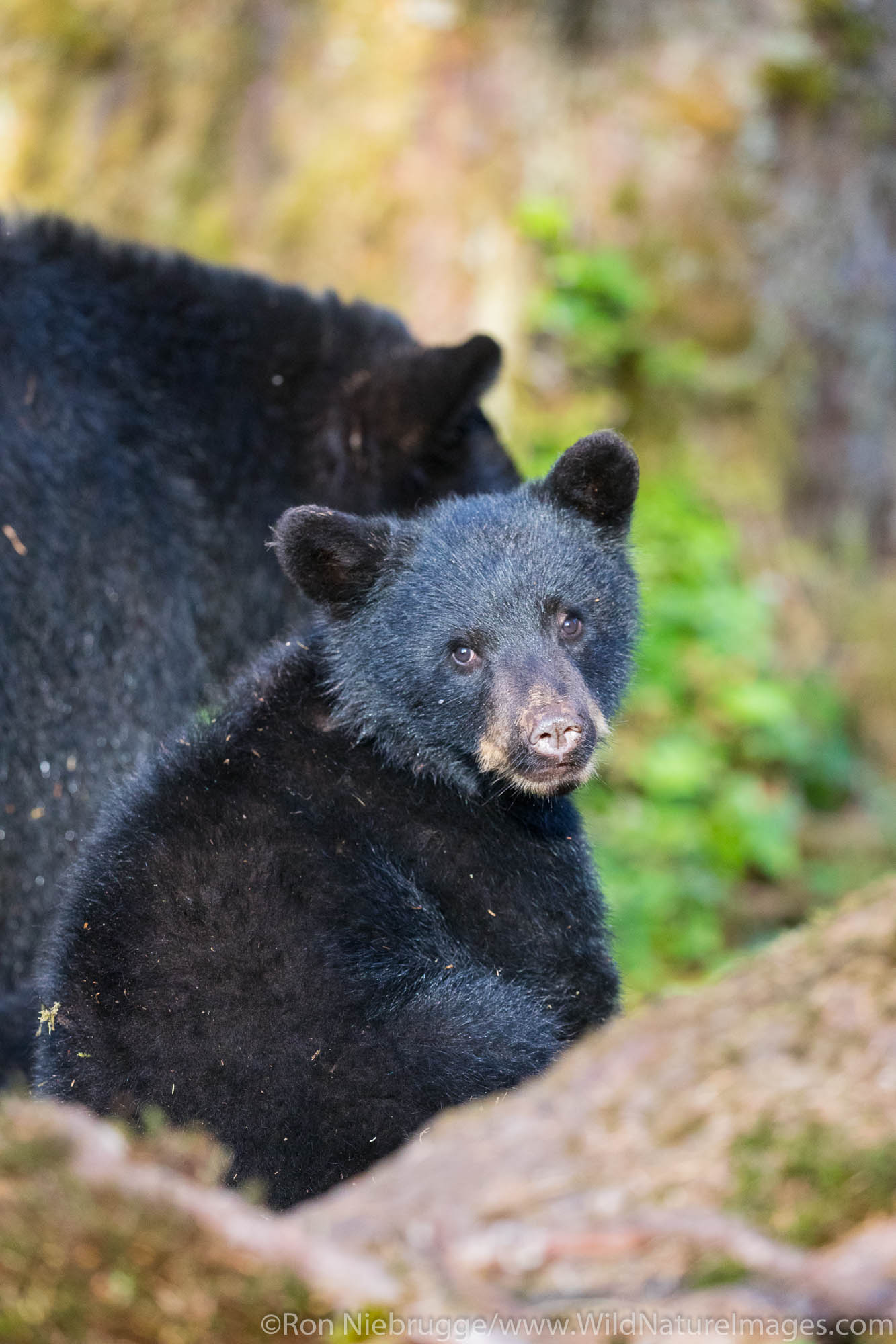 Black bear cub.  Tongass National Forest, Alaska.