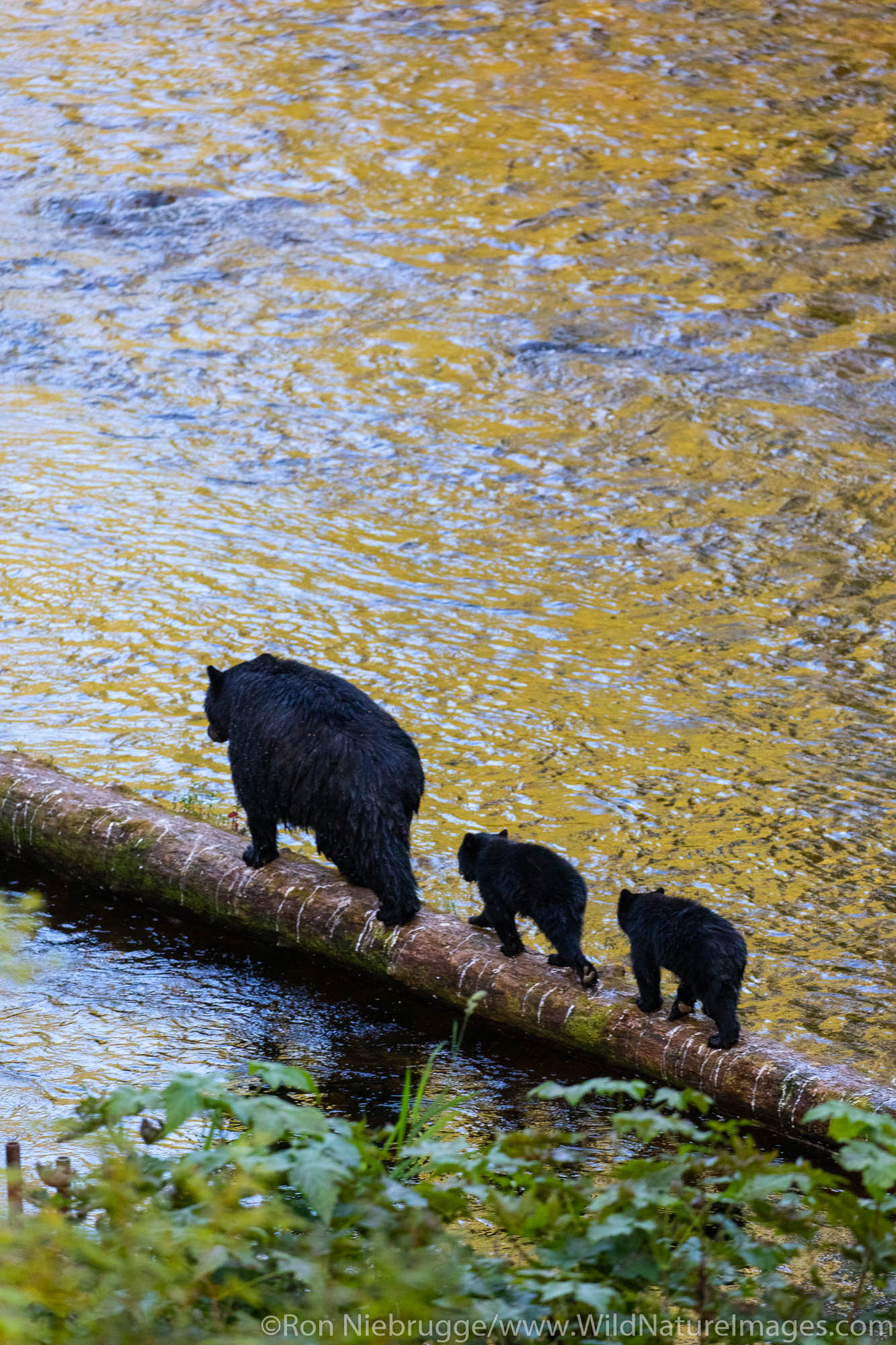 Black bear sow and cubs, Anan Creek Wildlife Viewing site, Tongass National Forest, Alaska.