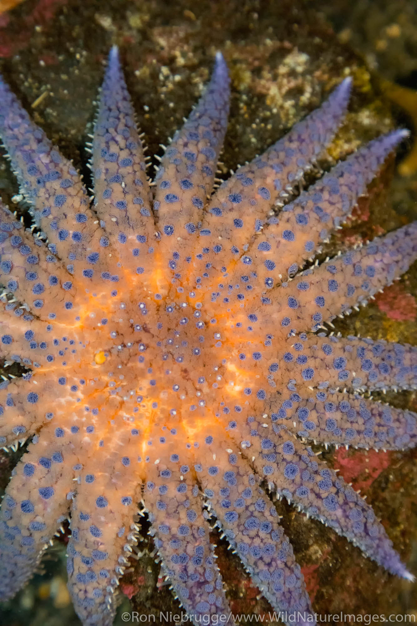 Sunflower sea star.  Seward, Alaska.