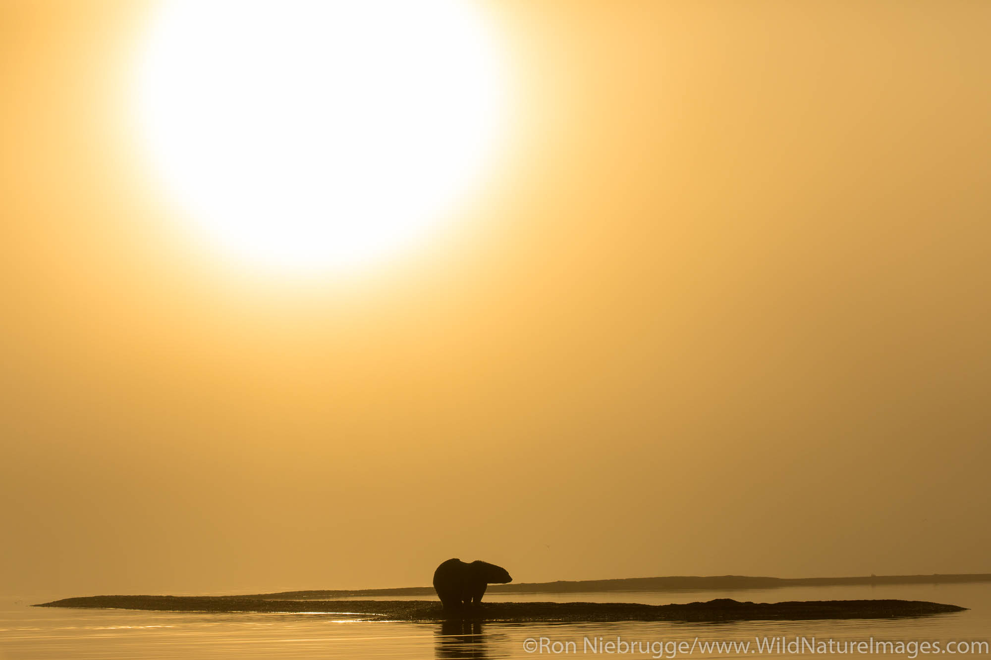 Polar bear (Ursus maritimus) at sunset, Arctic National Wildlife Refuge Alaska.