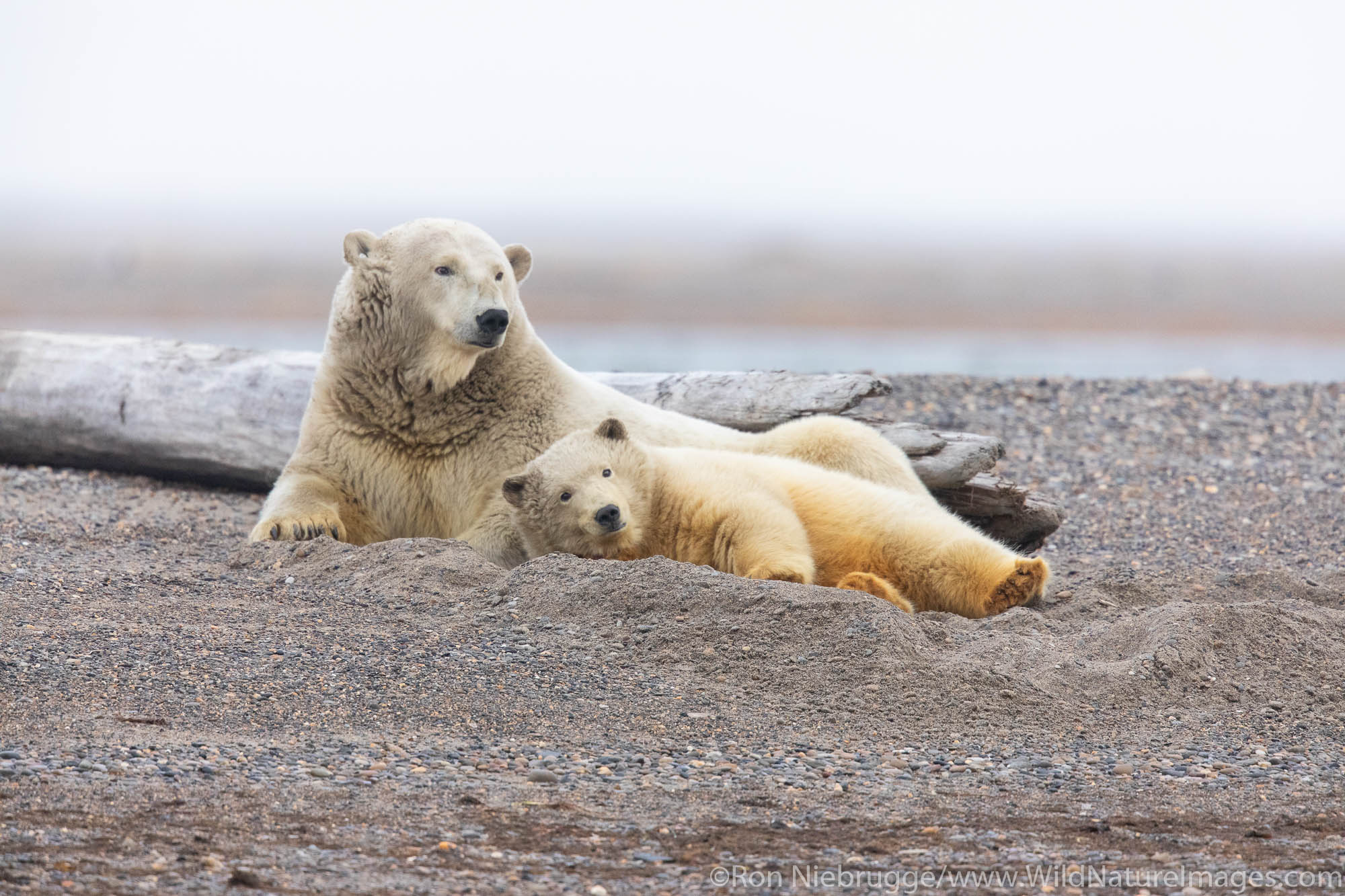 Polar bears (Ursus maritimus),  Arctic National Wildlife Refuge, Alaska.