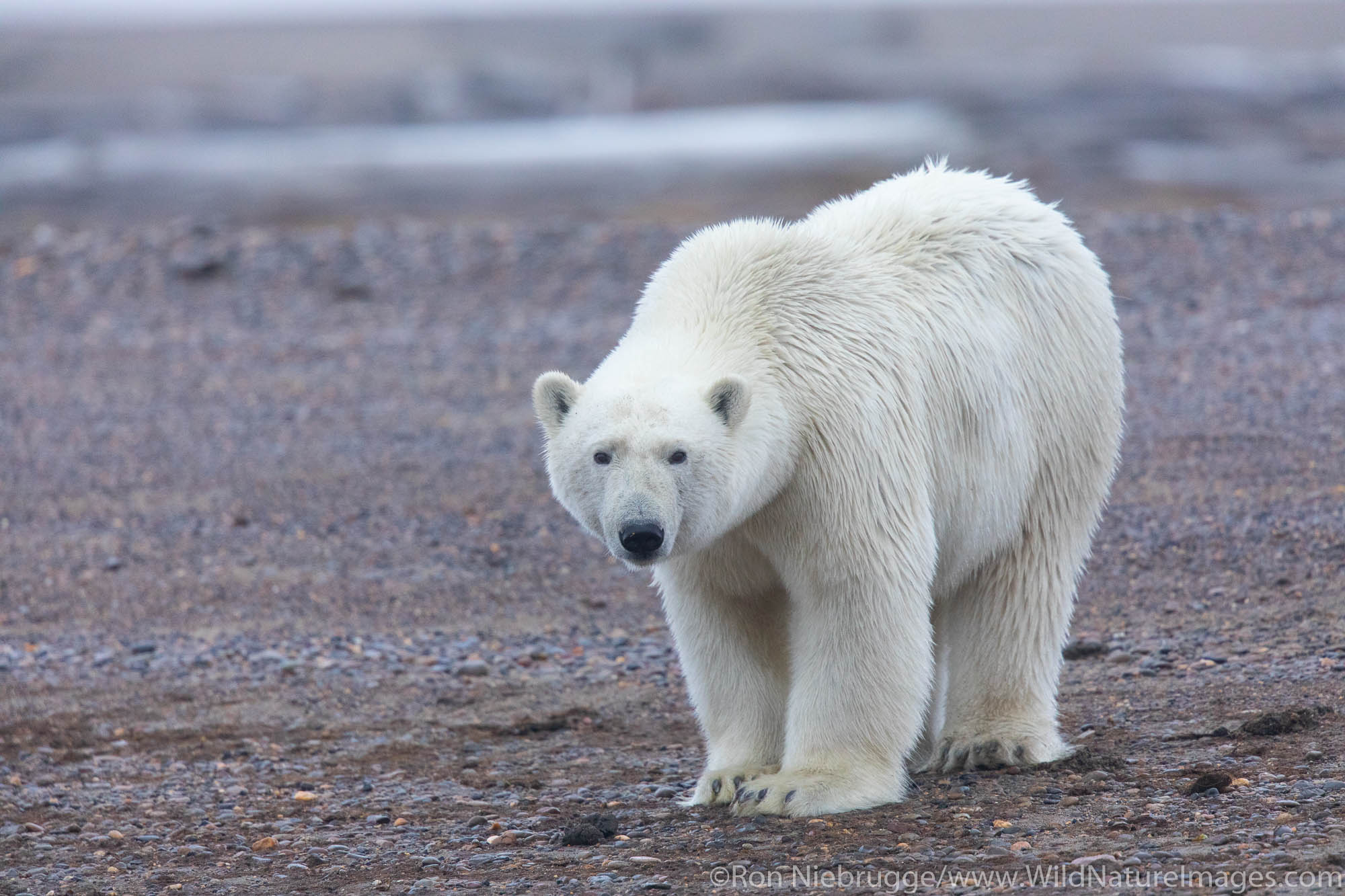 Polar bears (Ursus maritimus),  Arctic National Wildlife Refuge, Alaska.