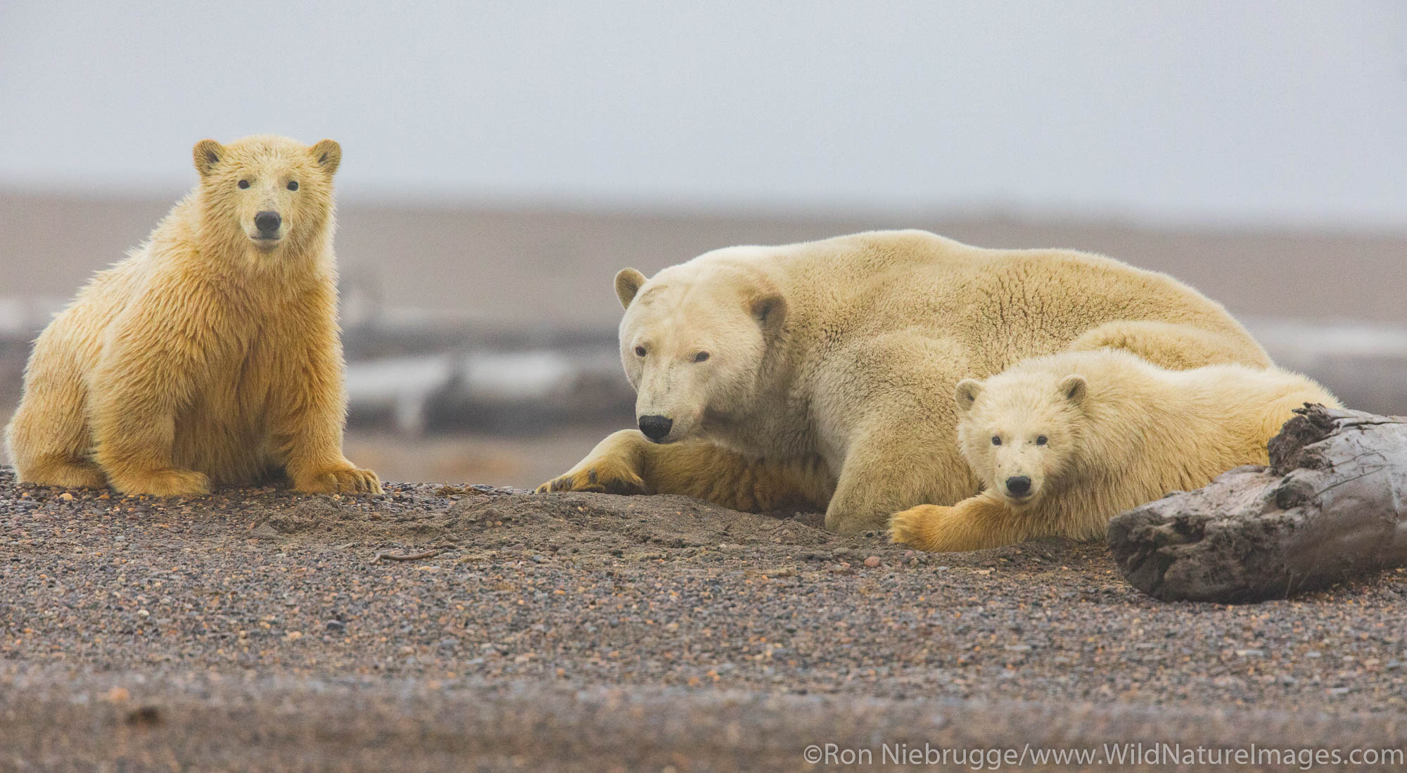 Polar bear family at rest.  Kaktovik, Alaska.
