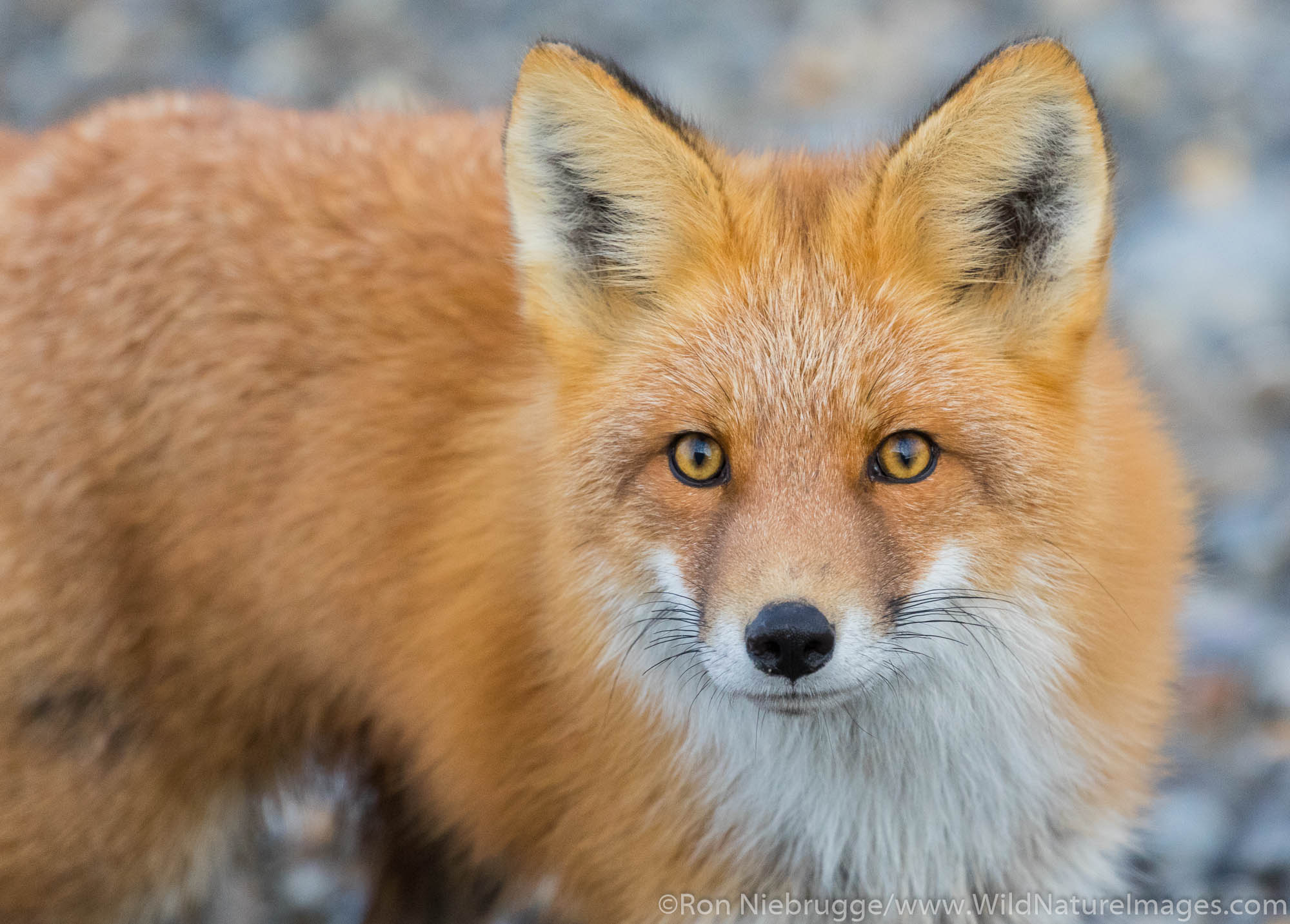 Red Fox.  Brooks Range, Alaska.
