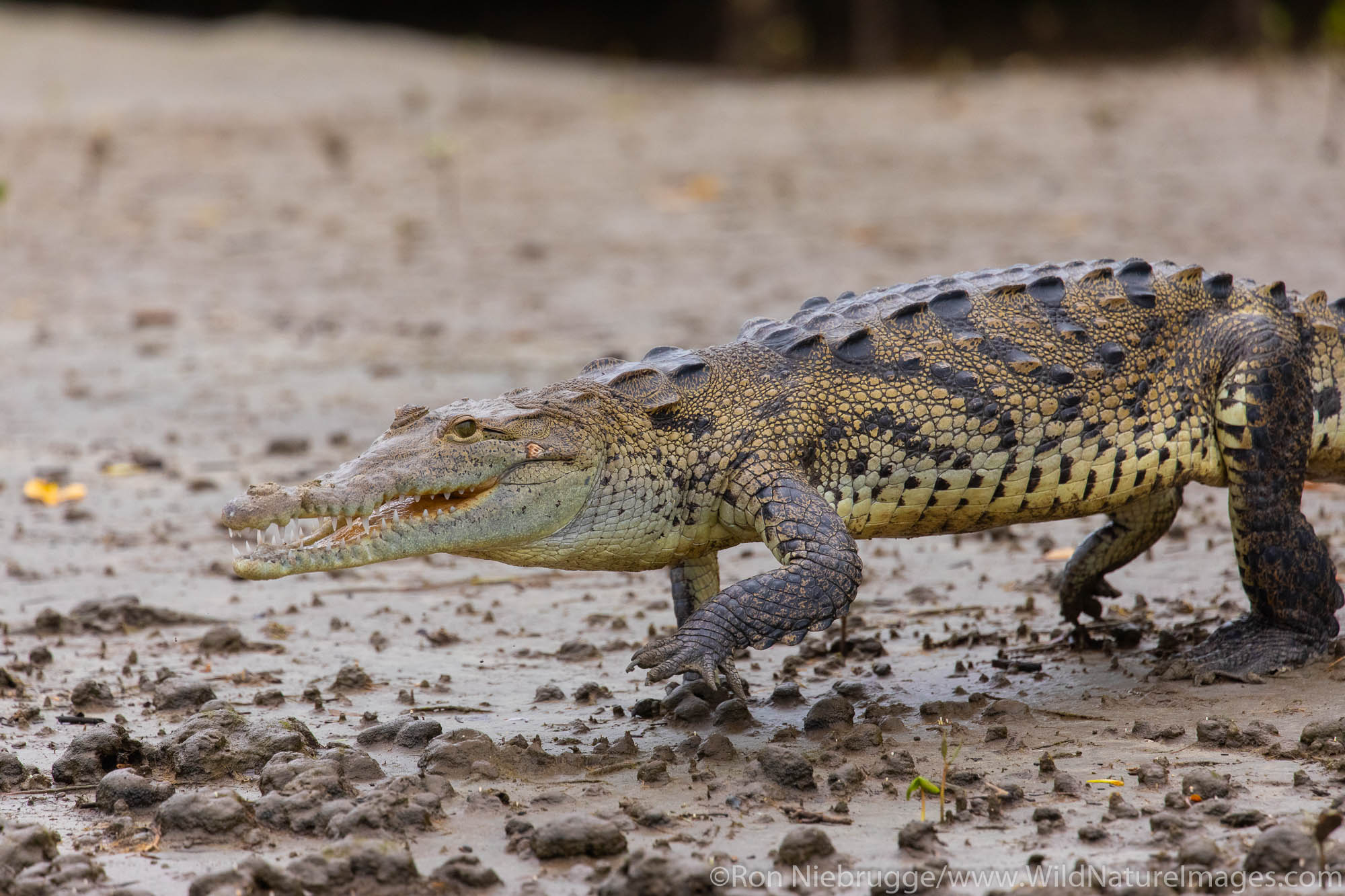 American Crocodile in mangrove estuary near Tamarindo, Costa Rica