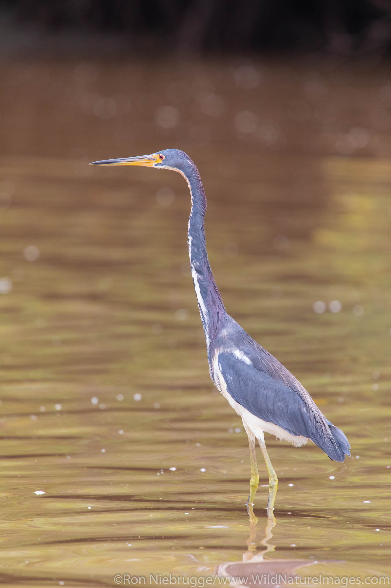 Great Blue Heron in mangrove estuary near Tamarindo, Costa Rica