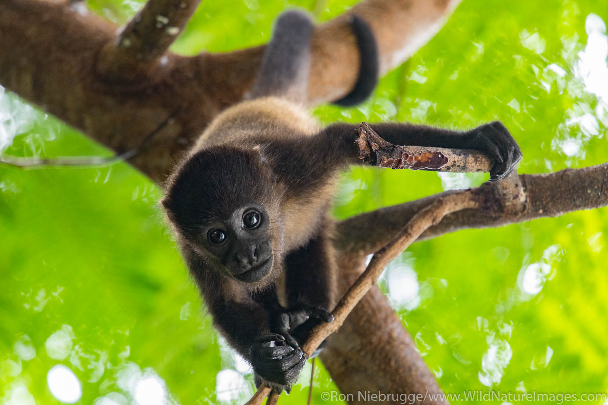 Howler monkey, Tamarindo, Costa Rica