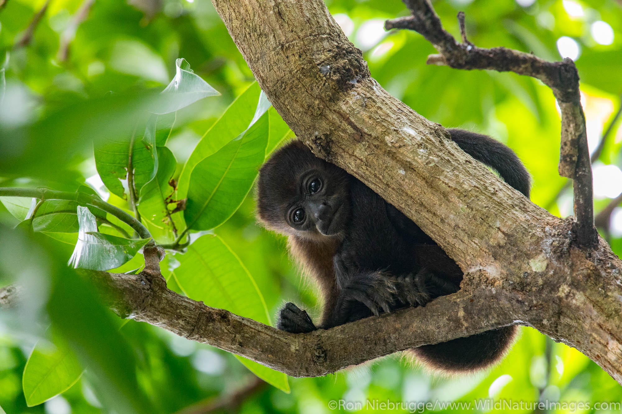 Howler monkey, Tamarindo, Costa Rica