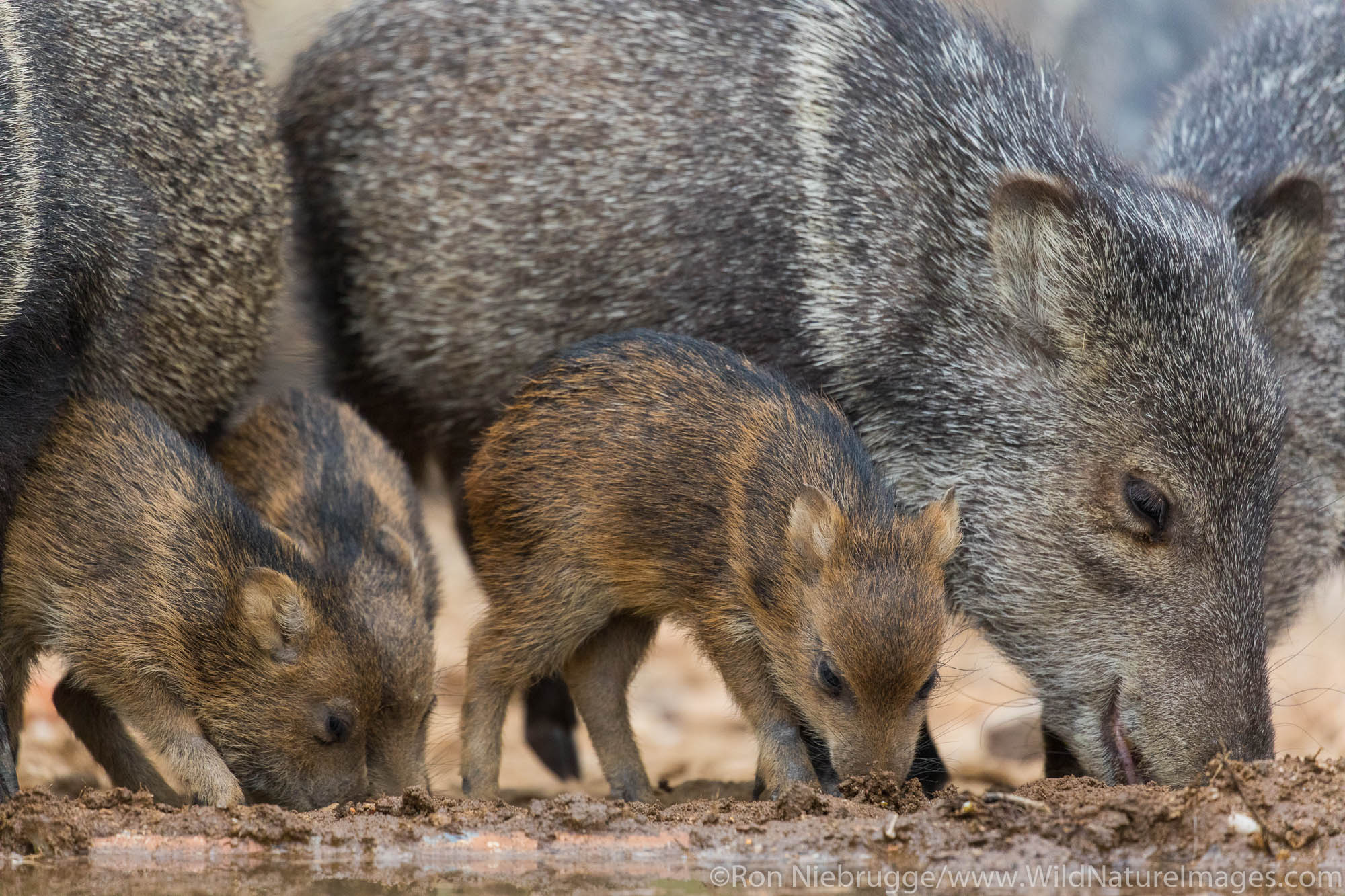 Javelina, Marana, near Tucson, Arizona.