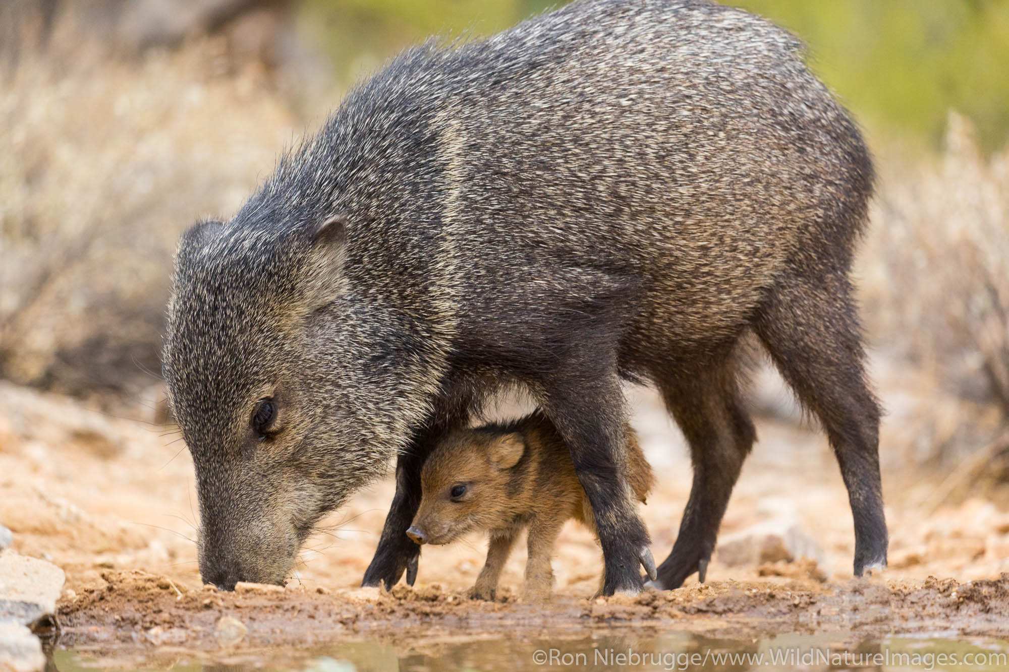 Javelina, Marana, near Tucson, Arizona.