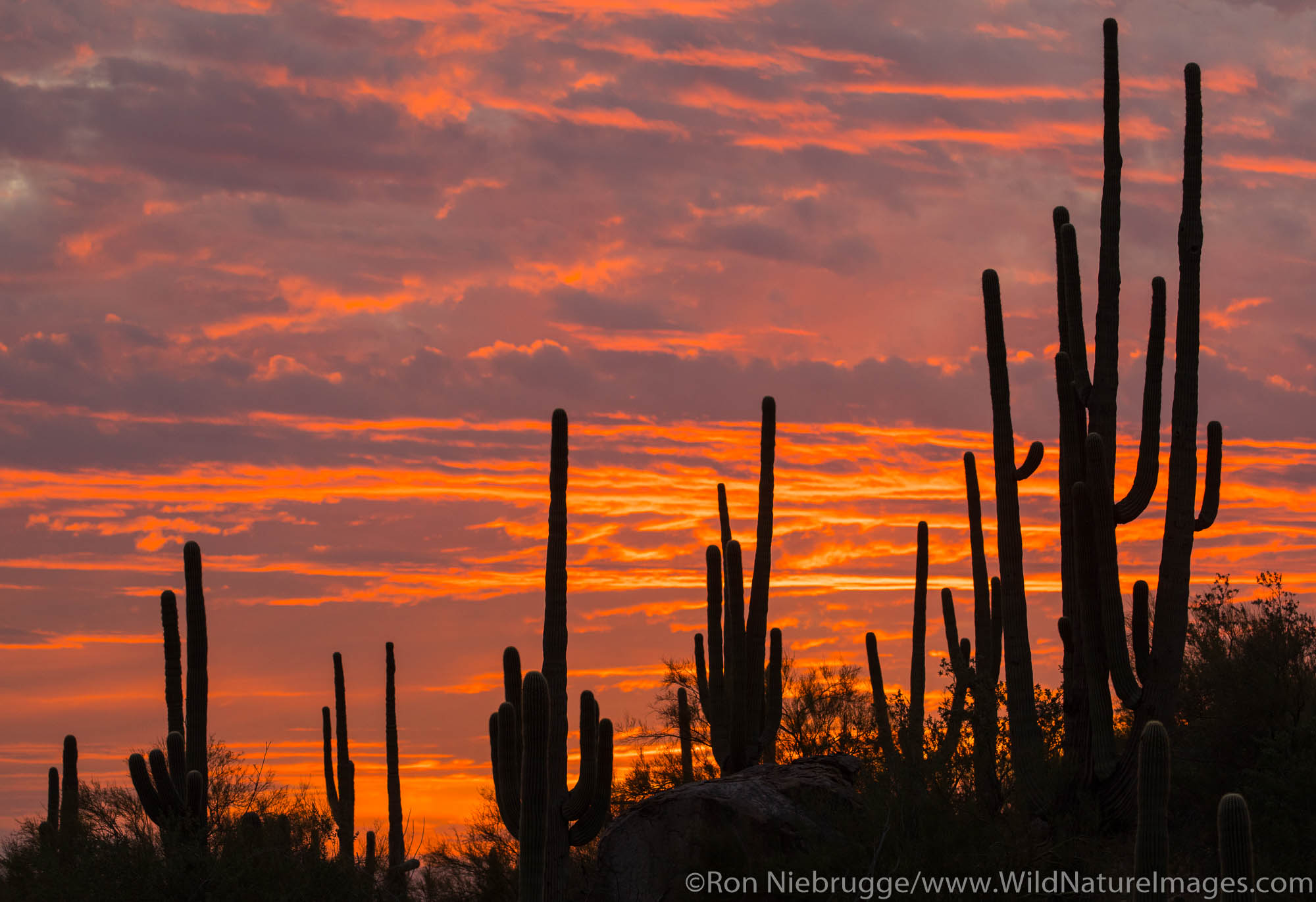 Sunset in the Tortolita Mountains, Marana, near Tucson, Arizona.