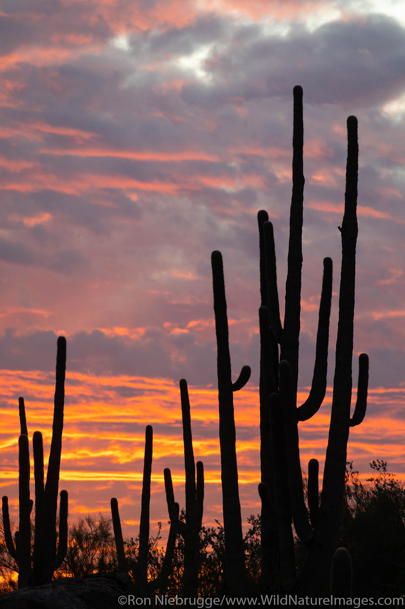 Sunset in the Tortolita Mountains, Marana, near Tucson, Arizona.