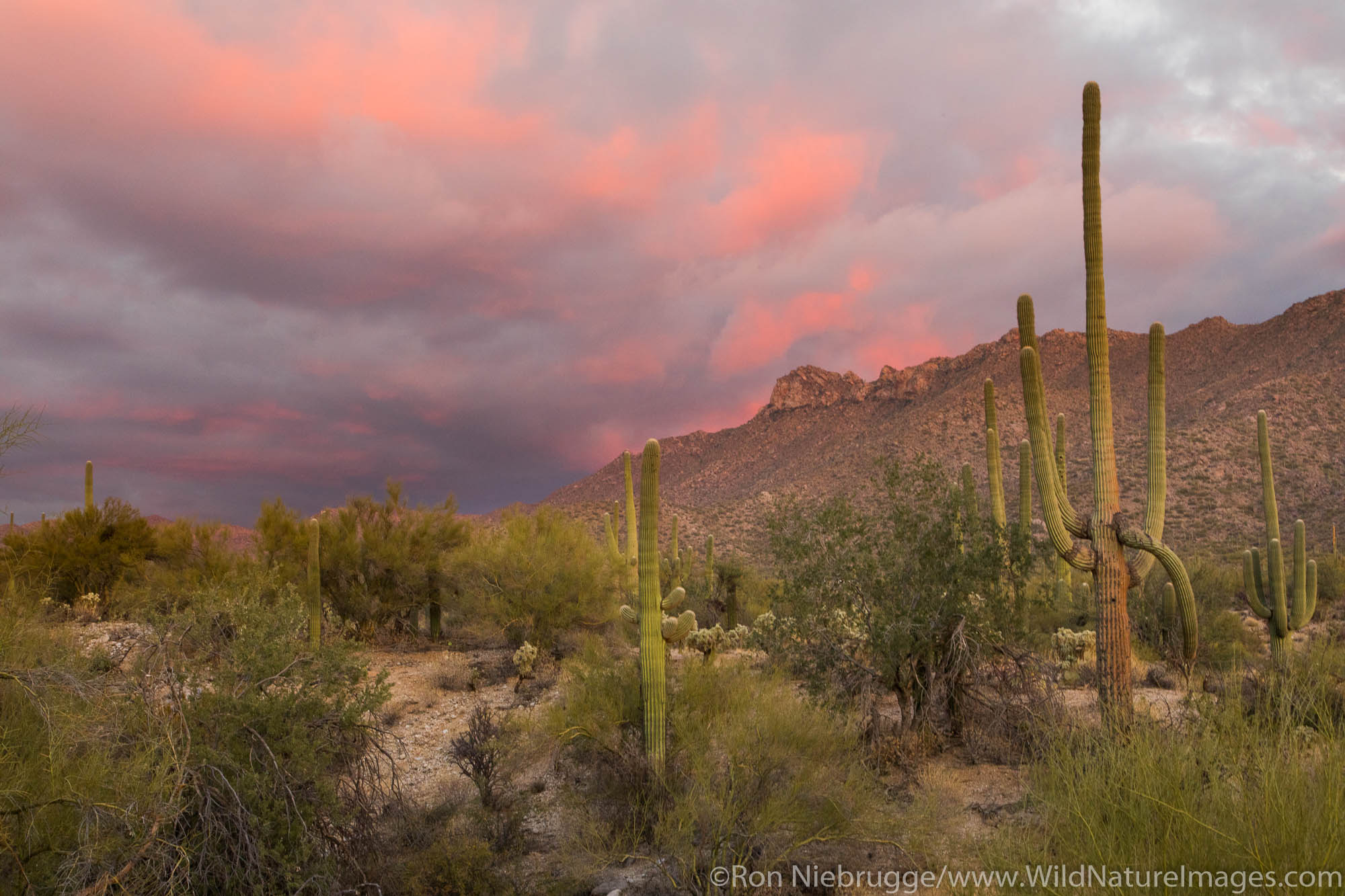 Sonoran Desert  Tucson, Arizona.  Photos by Ron Niebrugge