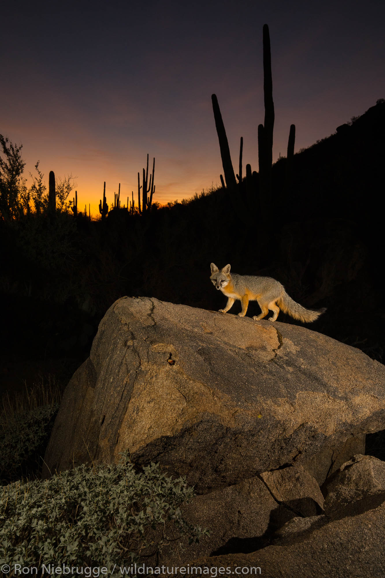 Red Fox at night, Tortolita Mountains, Marana, AZ