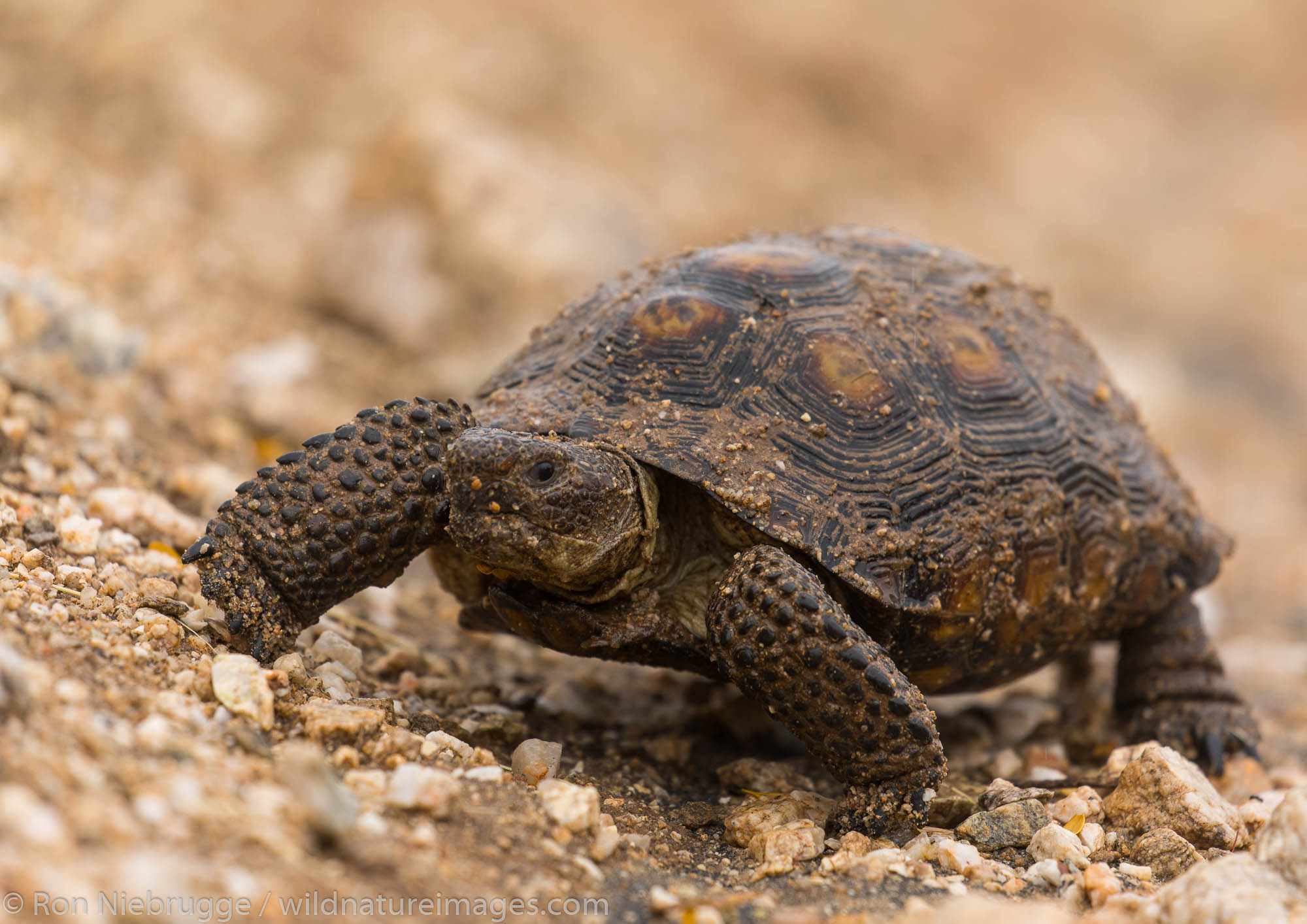 Desert Tortoise, Marana, Arizona