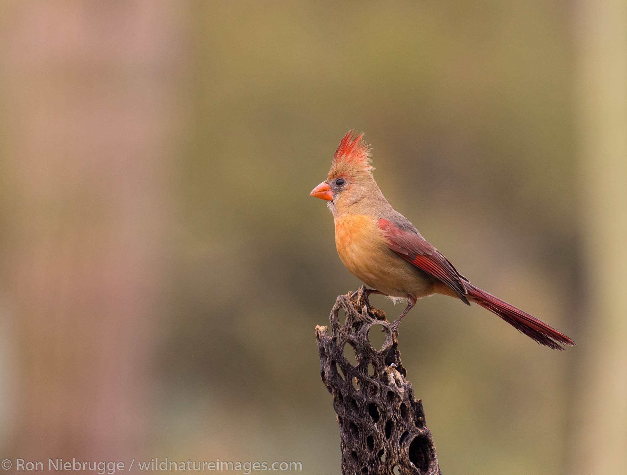 Female Northern Cardinal, Tortolita Mountains, Marana, near Tucson, Arizona.