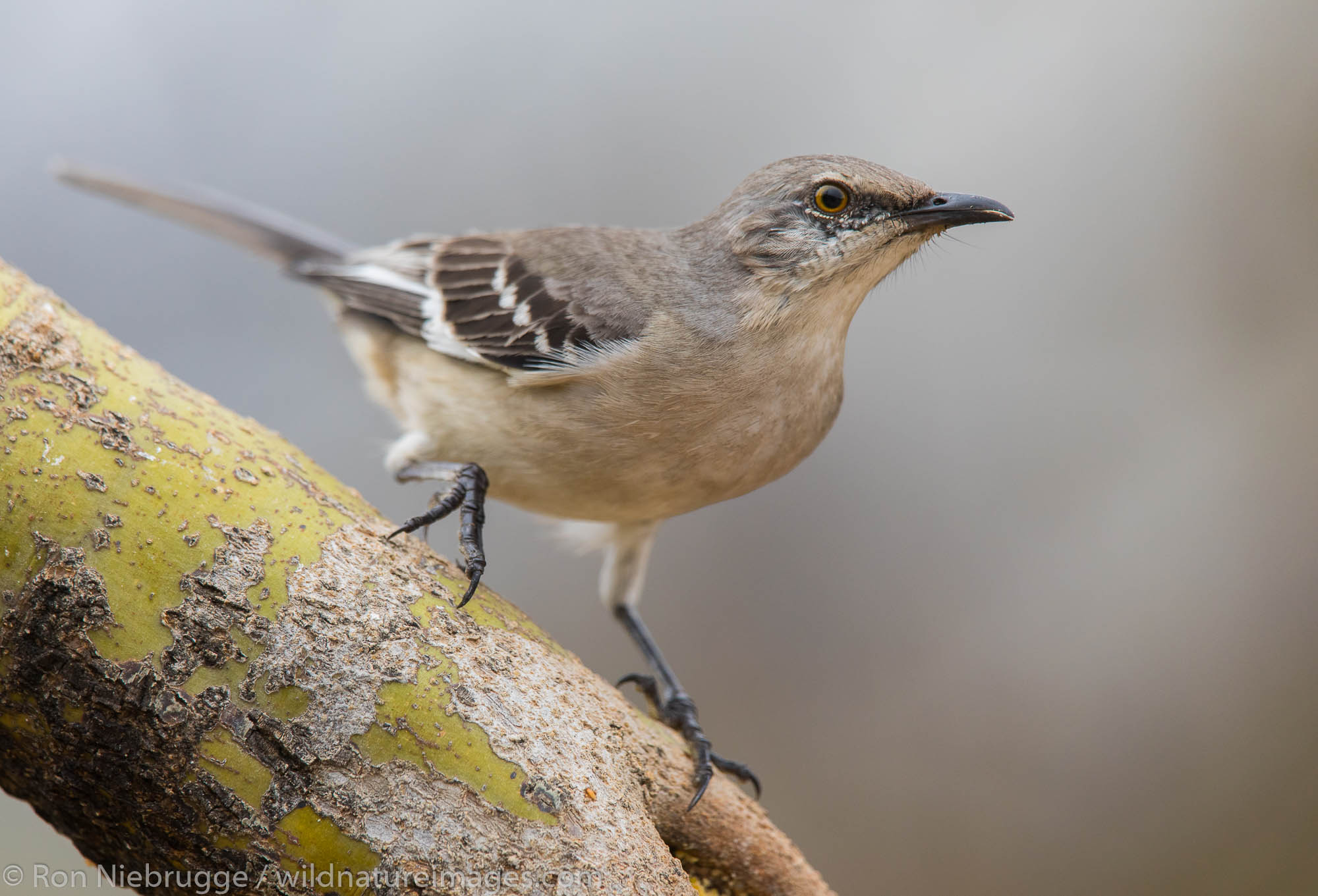 Northern Mockingbird, Tortolita Mountains, Marana, near Tucson, Arizona.