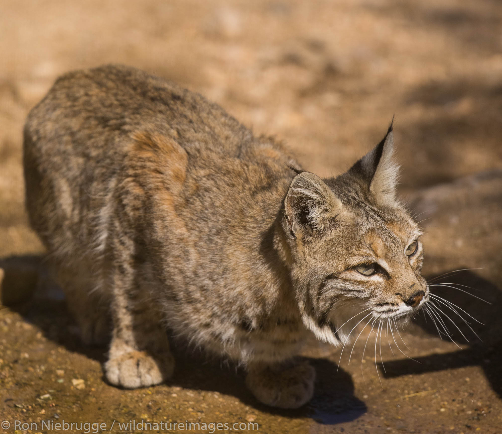 Bobcat in the Tortolita Mountains, Marana, near Tucson, Arizona.
