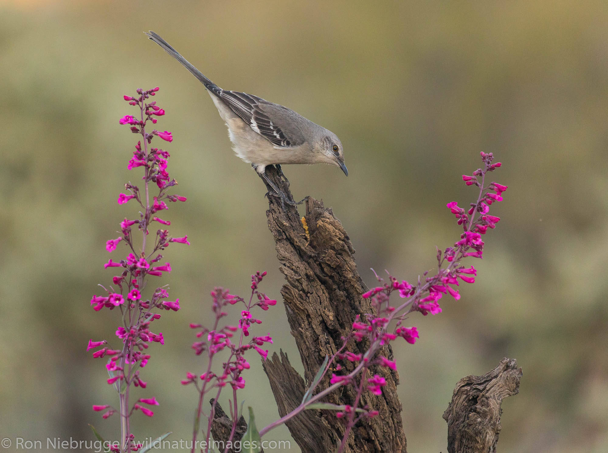 Northern Mockingbird, Tortolita Mountains, Arizona