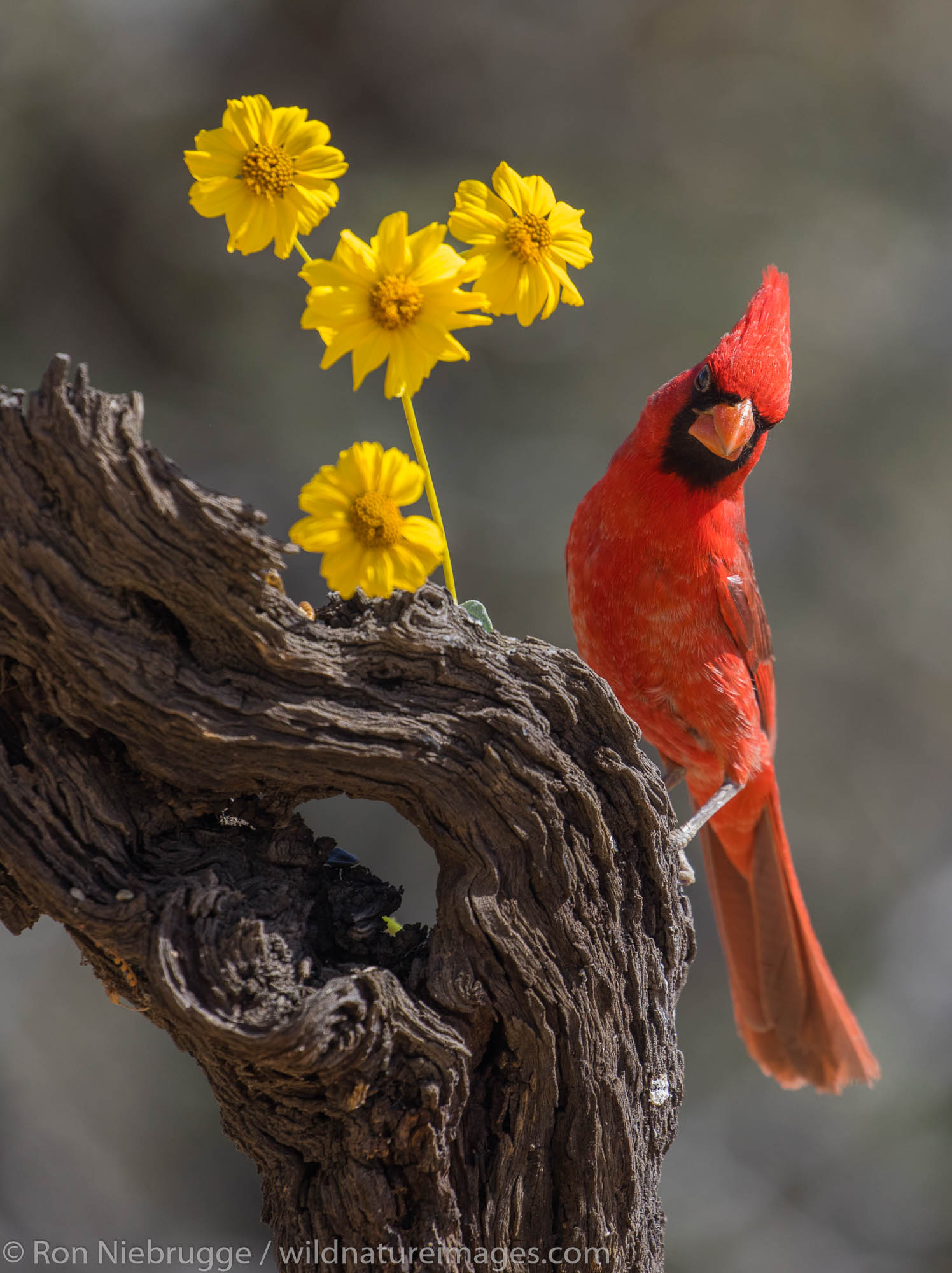 Northern Cardinal, Marana, near Tucson, Arizona.