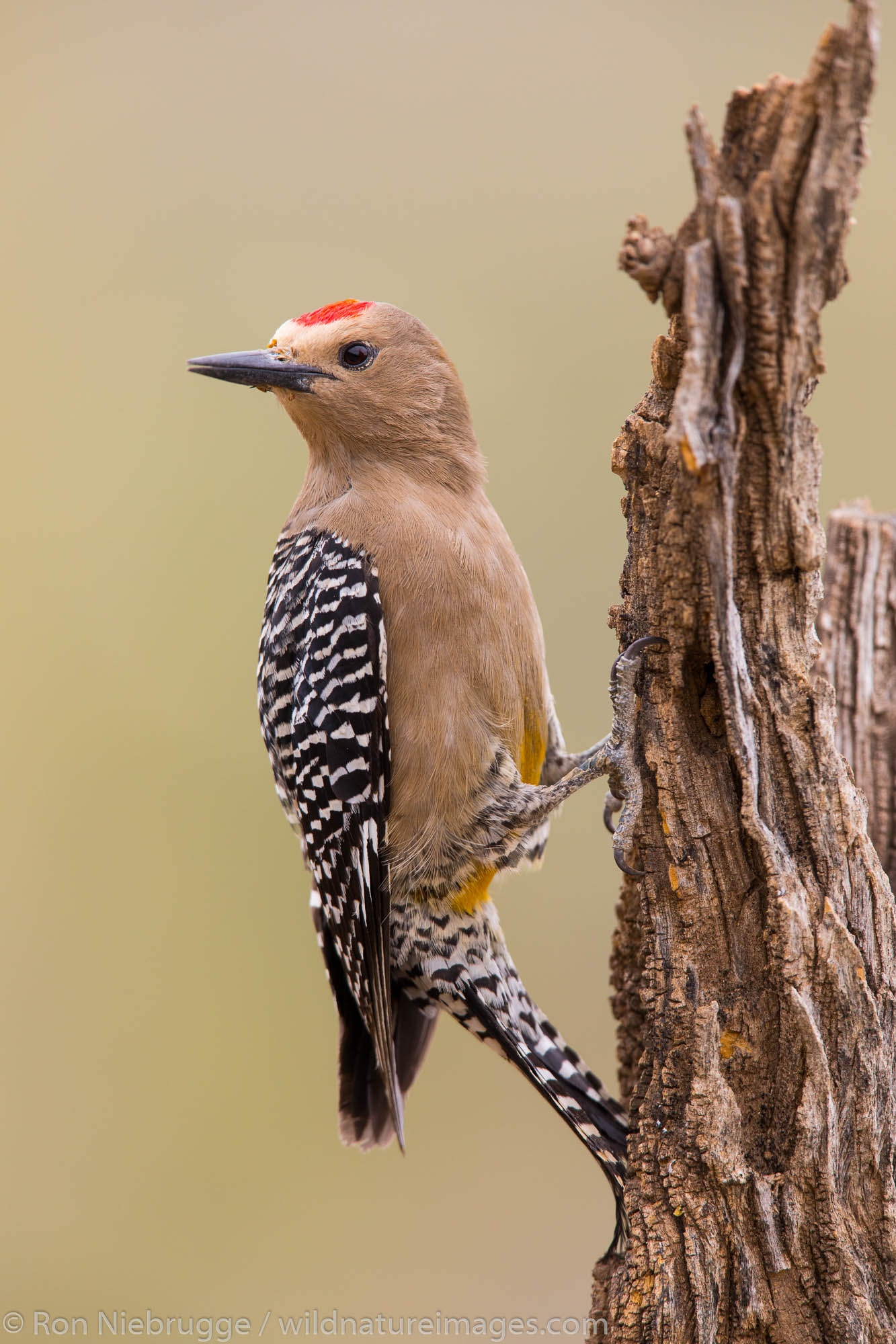 Gila Woodpecker, Tortolita Mountains, Marana, near Tucson, Arizona.
