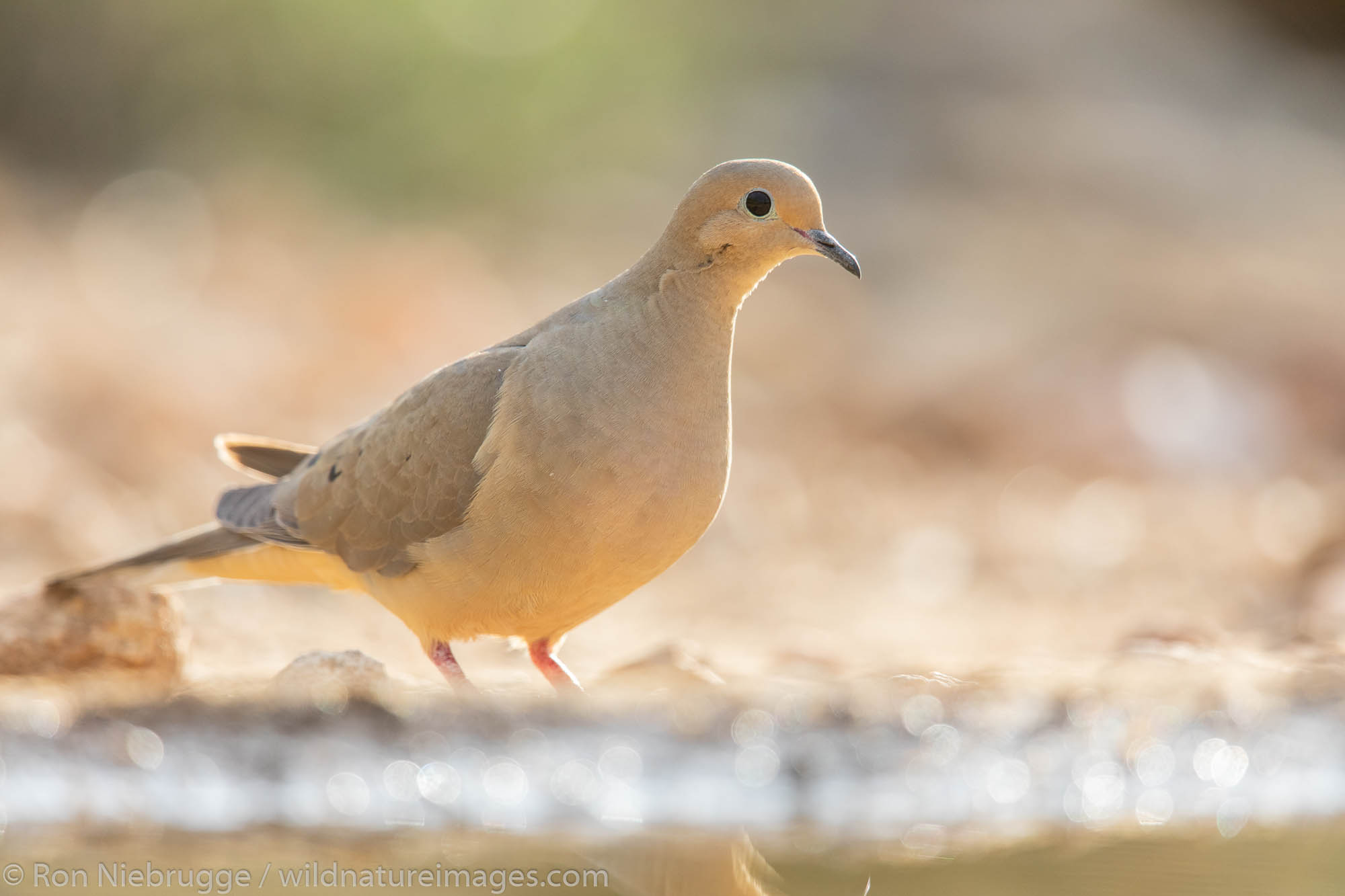 Mourning Dove, Marana, near Tucson, Arizona.