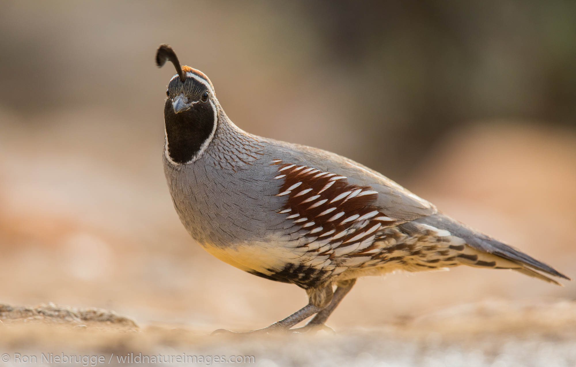 Gambel's Quail, Marana, near Tucson, Arizona.