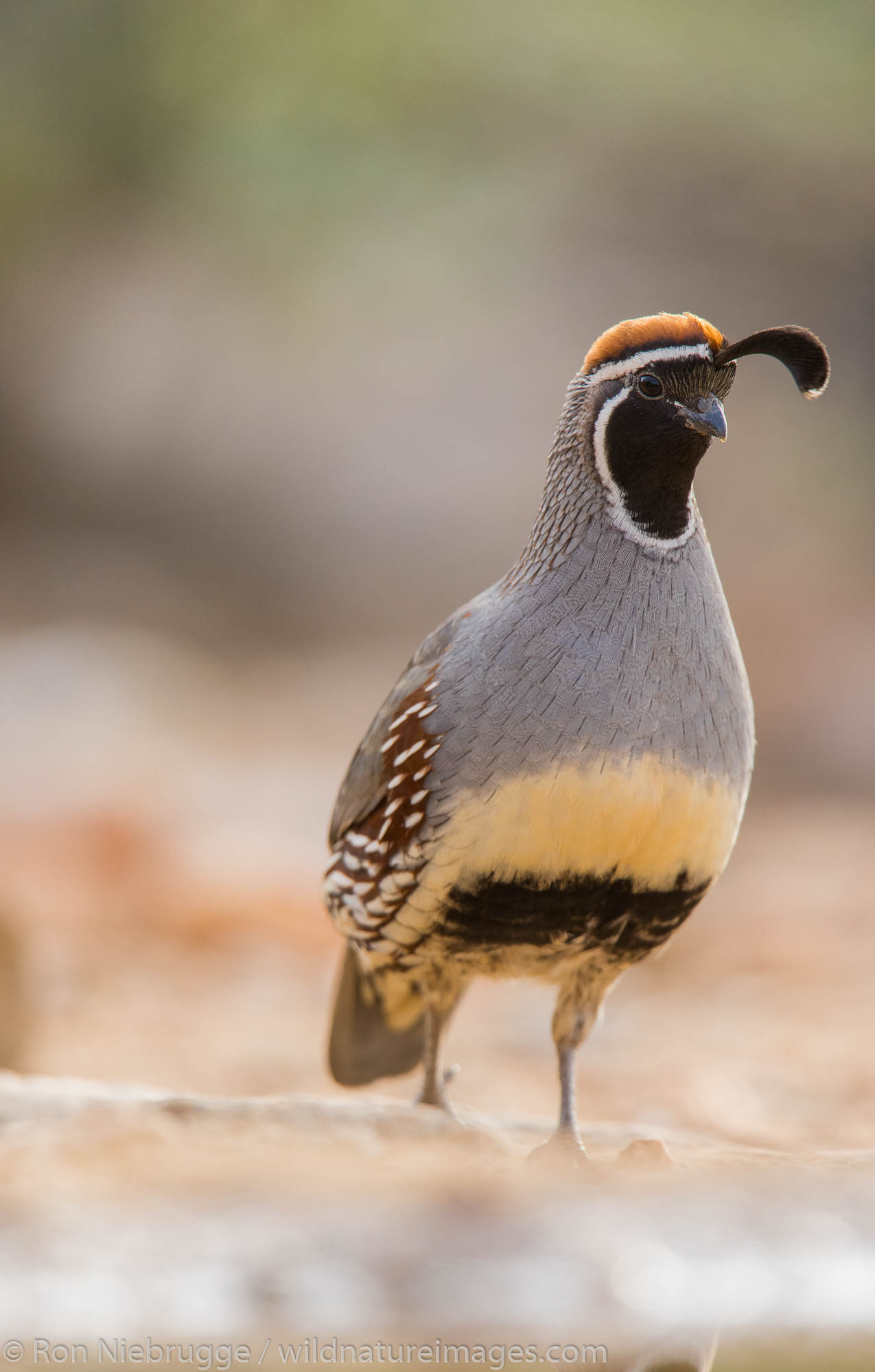 Gambel's Quail, Marana, near Tucson, Arizona.