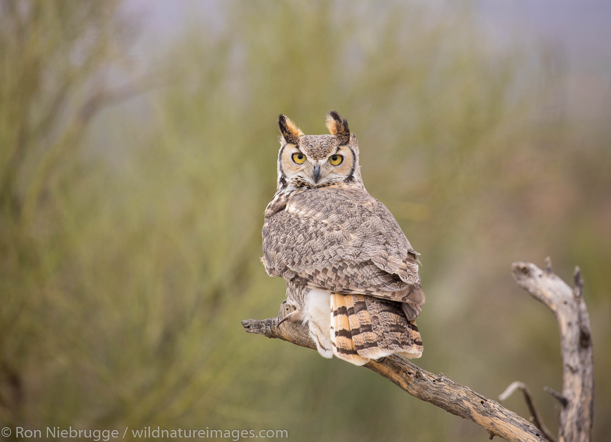 Great Horned Owl, Sonoran Desert Museum, Tucson, Arizona.