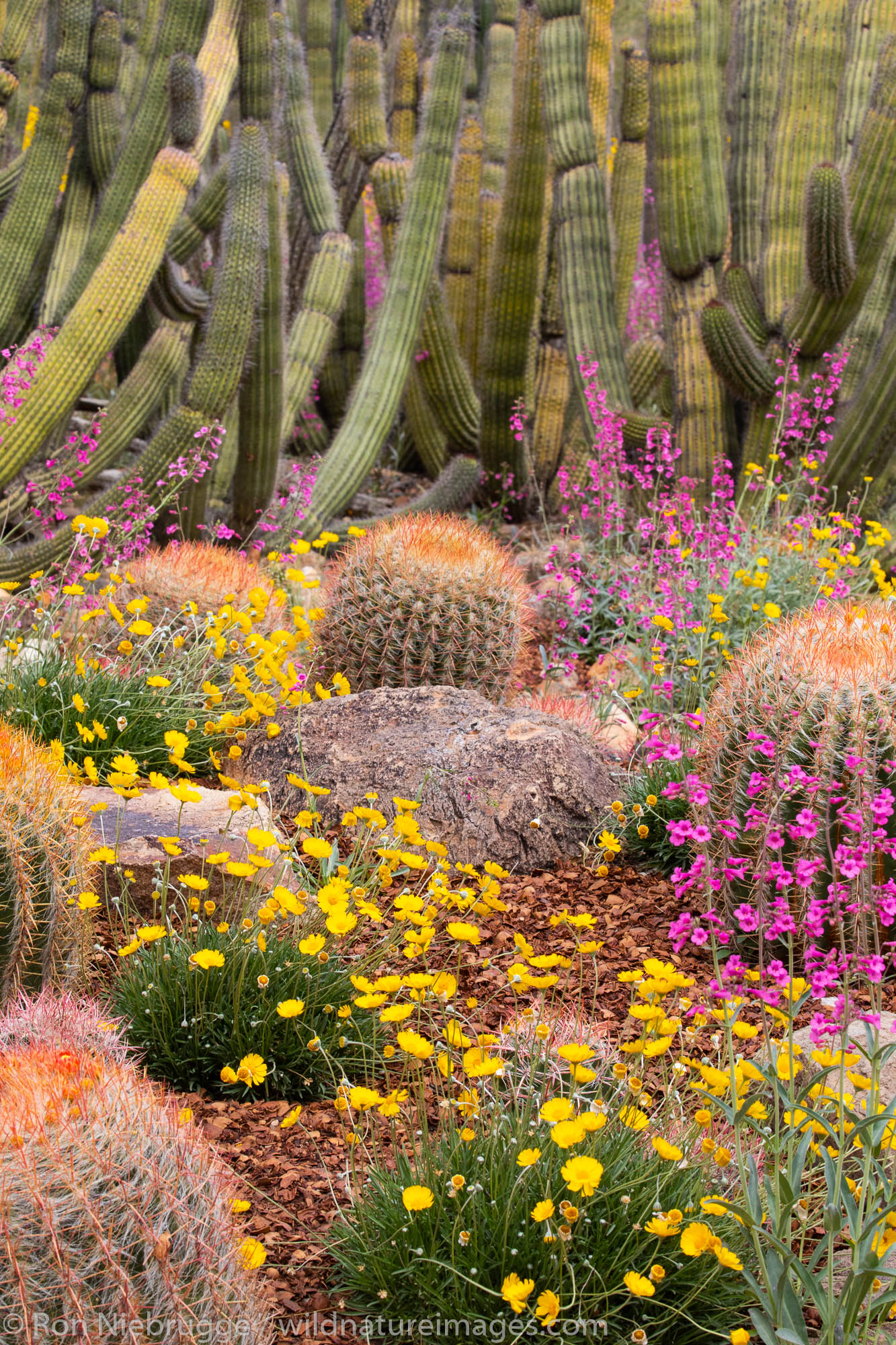 Cactus Garden, Sonoran Desert Museum, Tucson, Arizona.