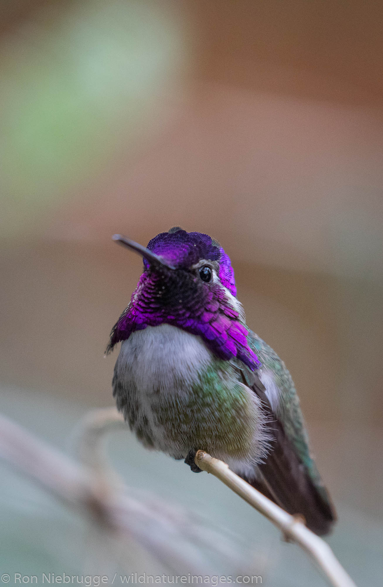 Costa's Hummingbird, Sonoran Desert Museum, Tucson, Arizona.