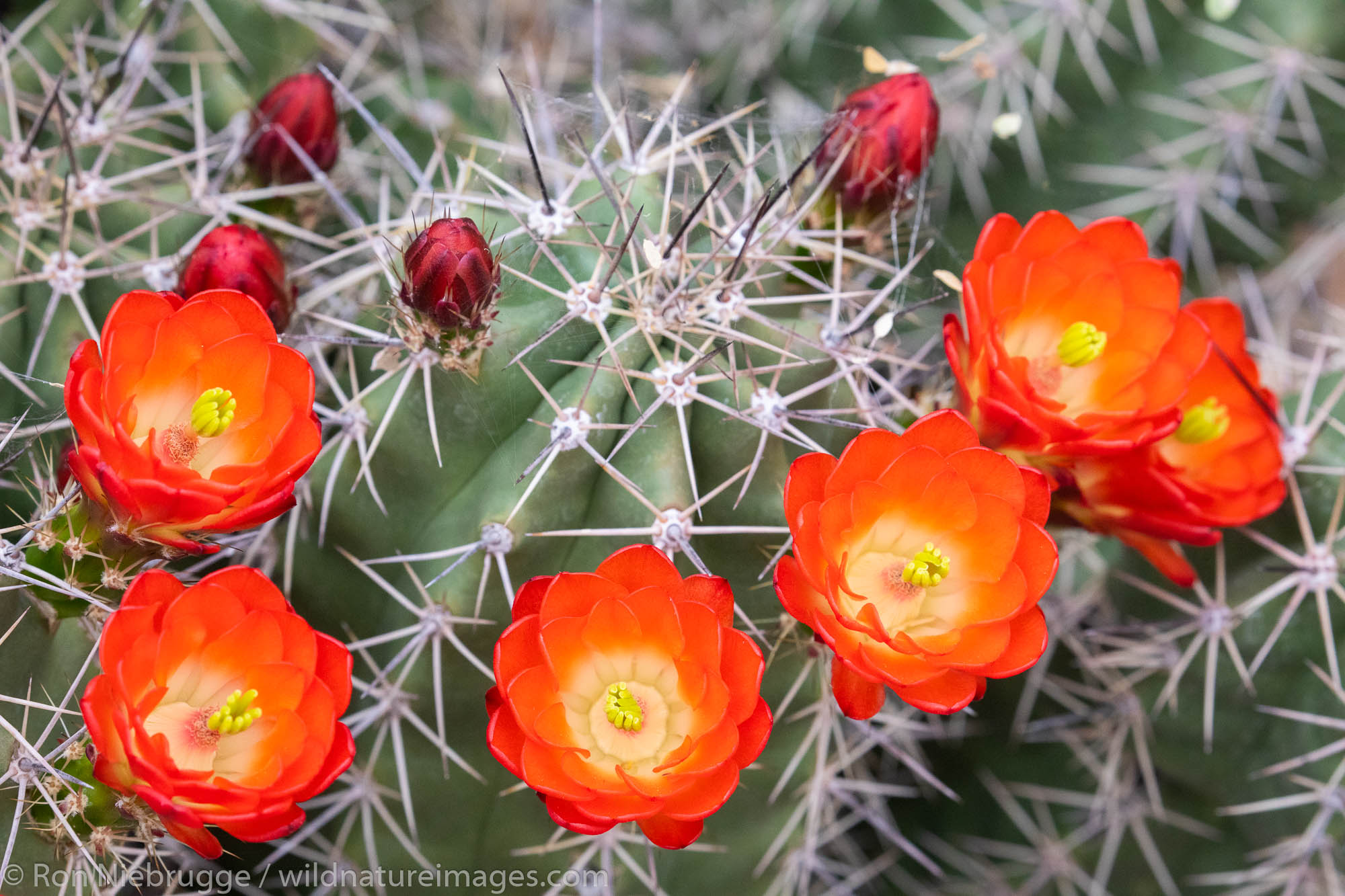 Needle-Spined Claret Cup, Sonoran Desert Museum, Tucson, Arizona.